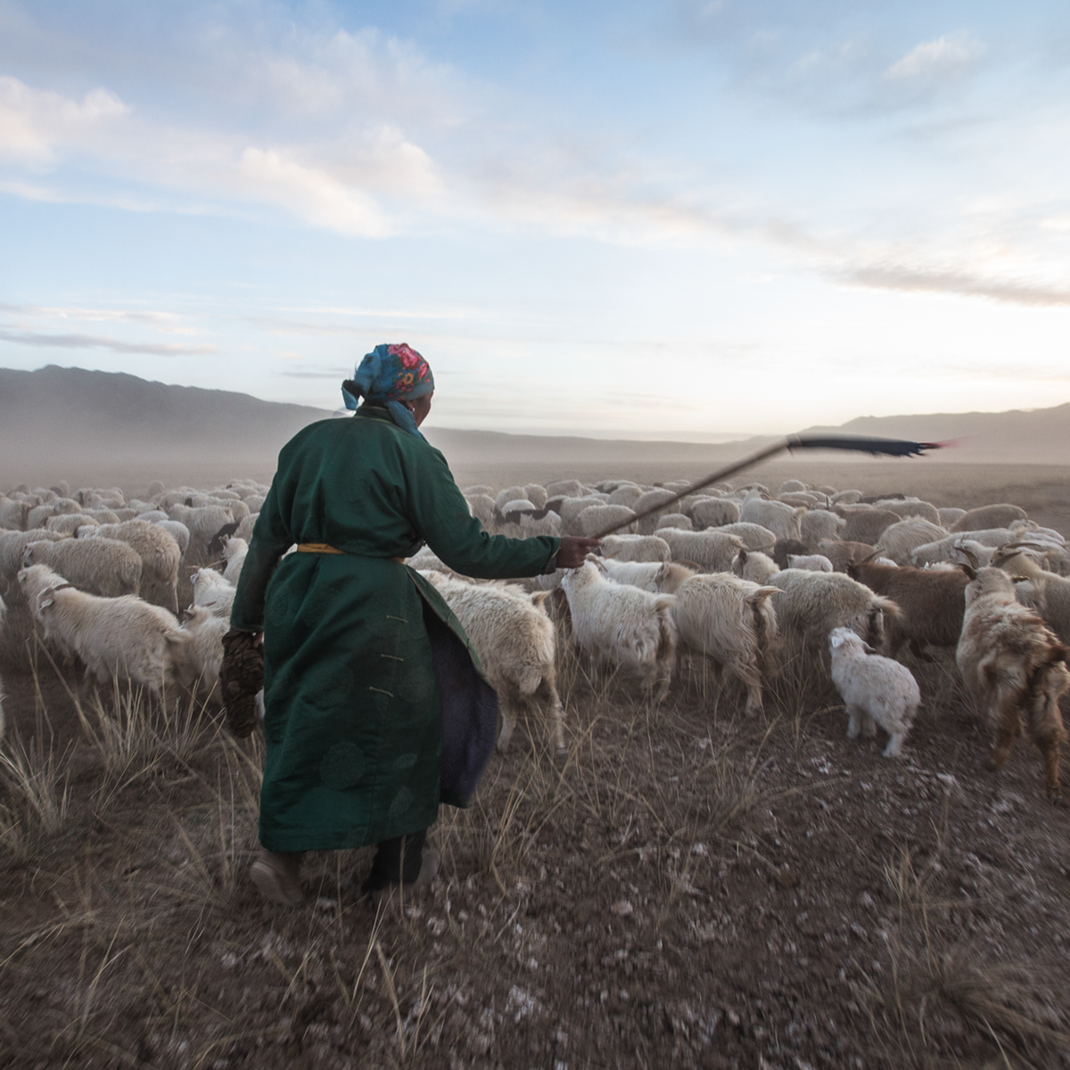 Shepherd with his Goats