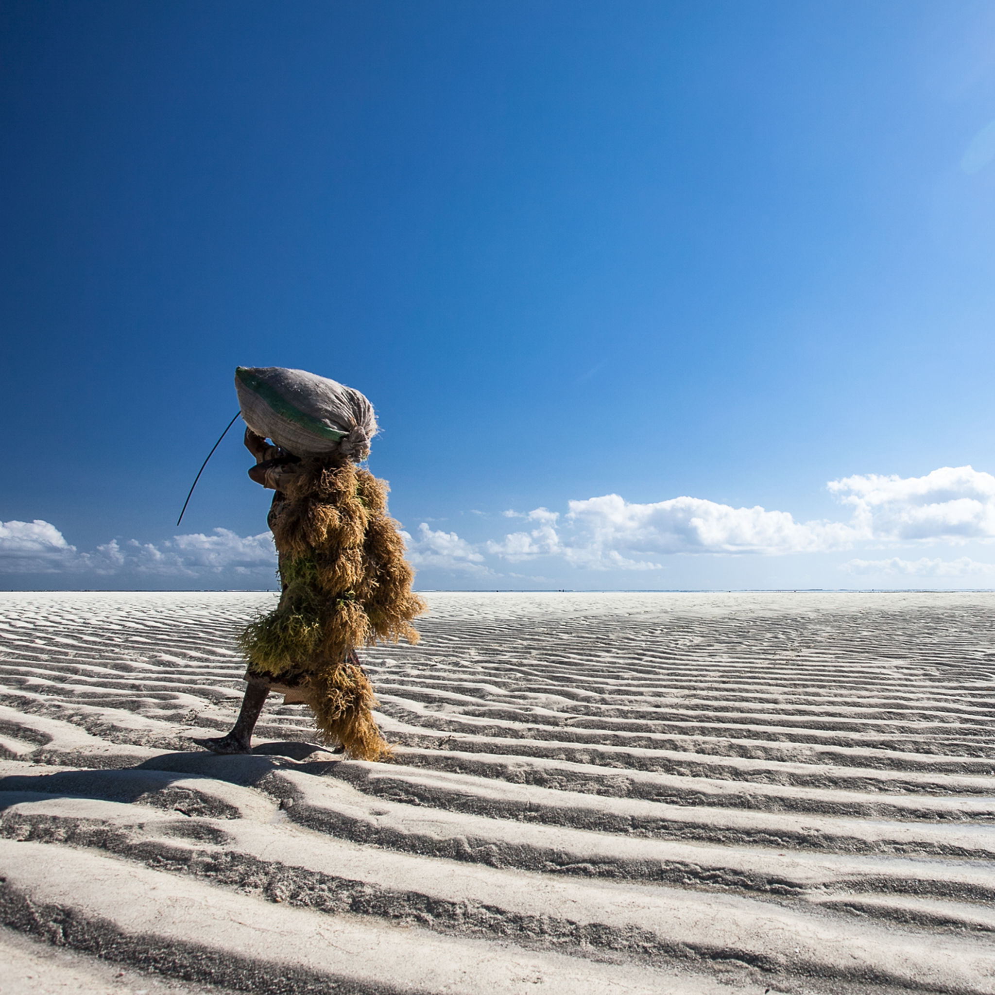 Seaweed Harvesters- Collection: Tanzania
