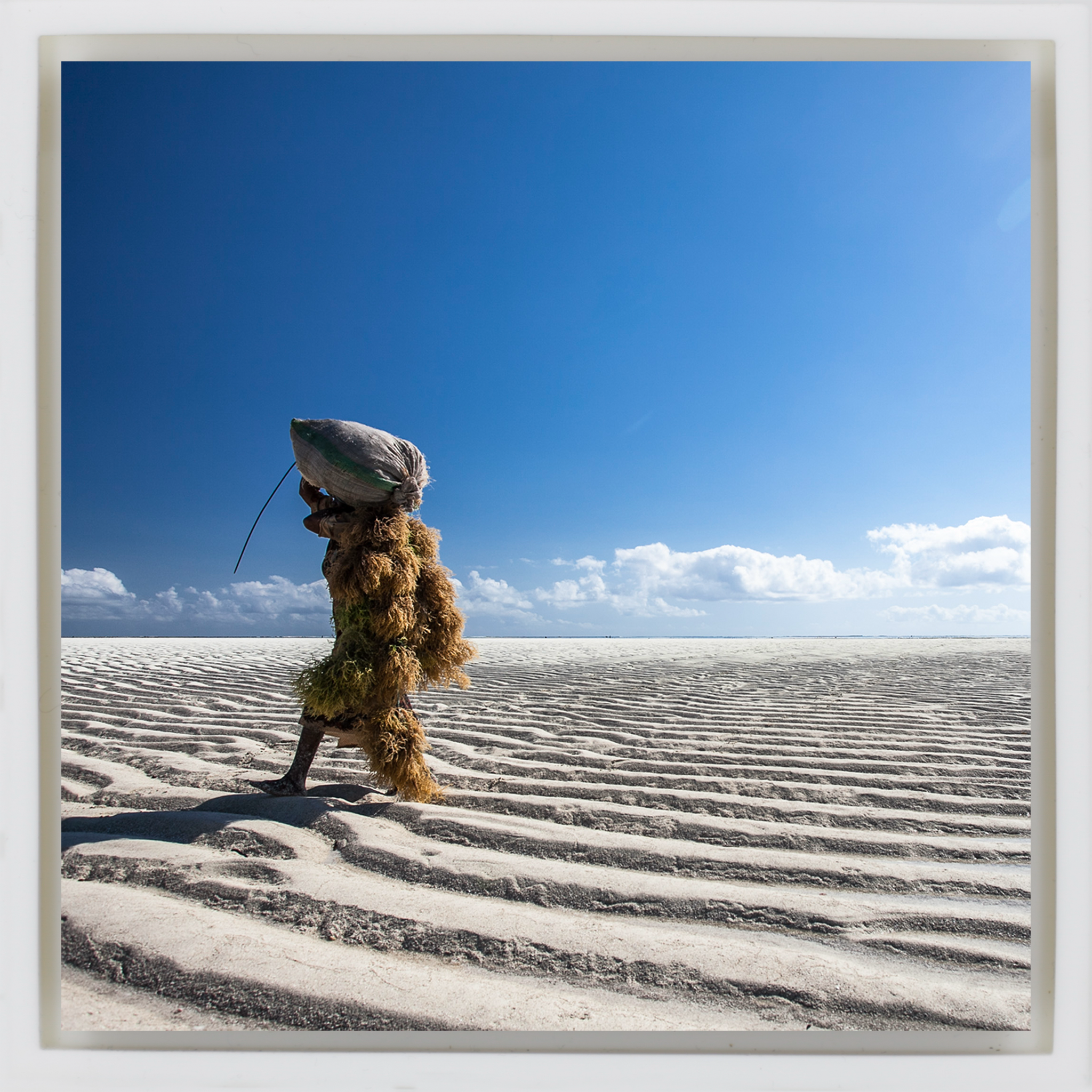 Seaweed Harvesters- White Wrapp