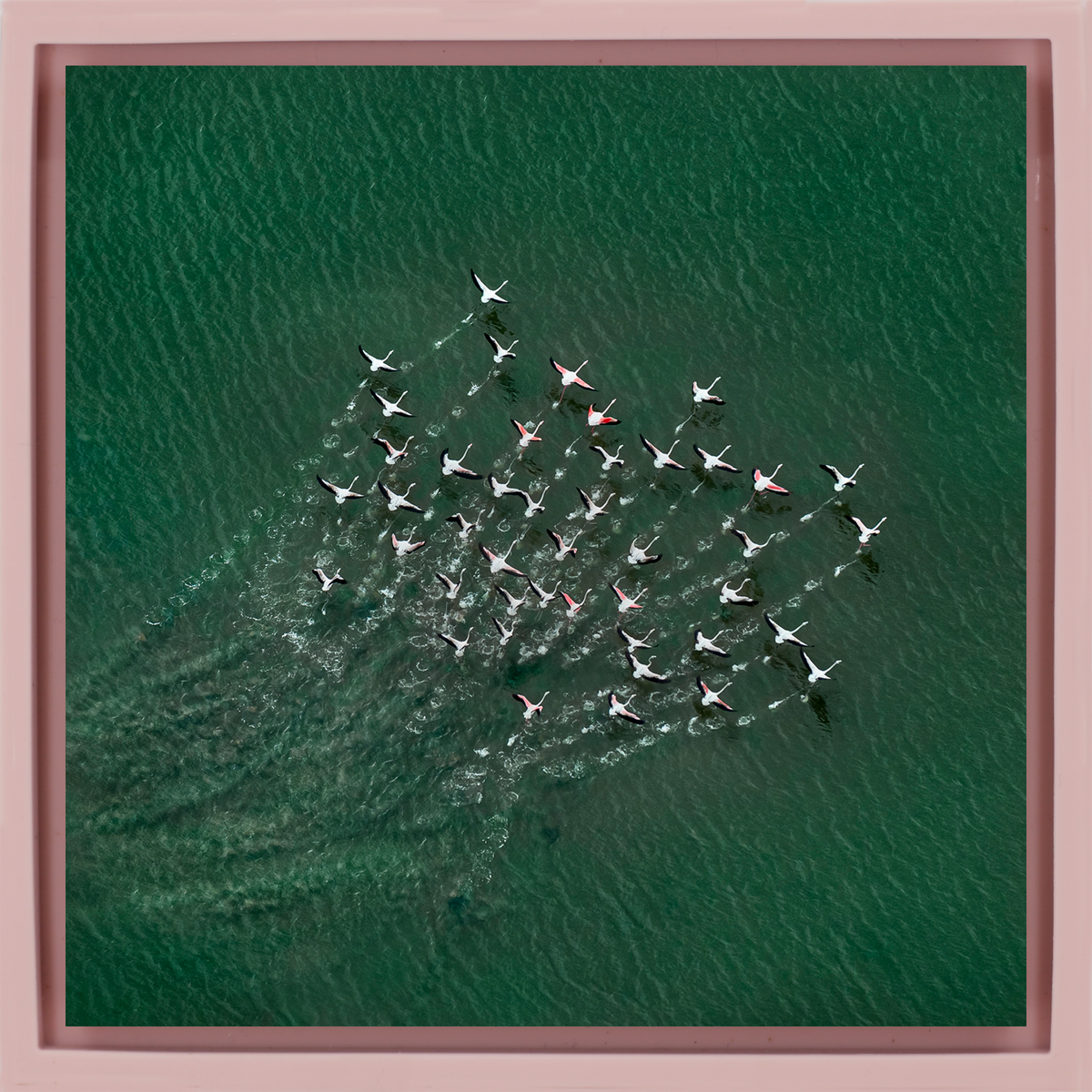 Pink Take-Off