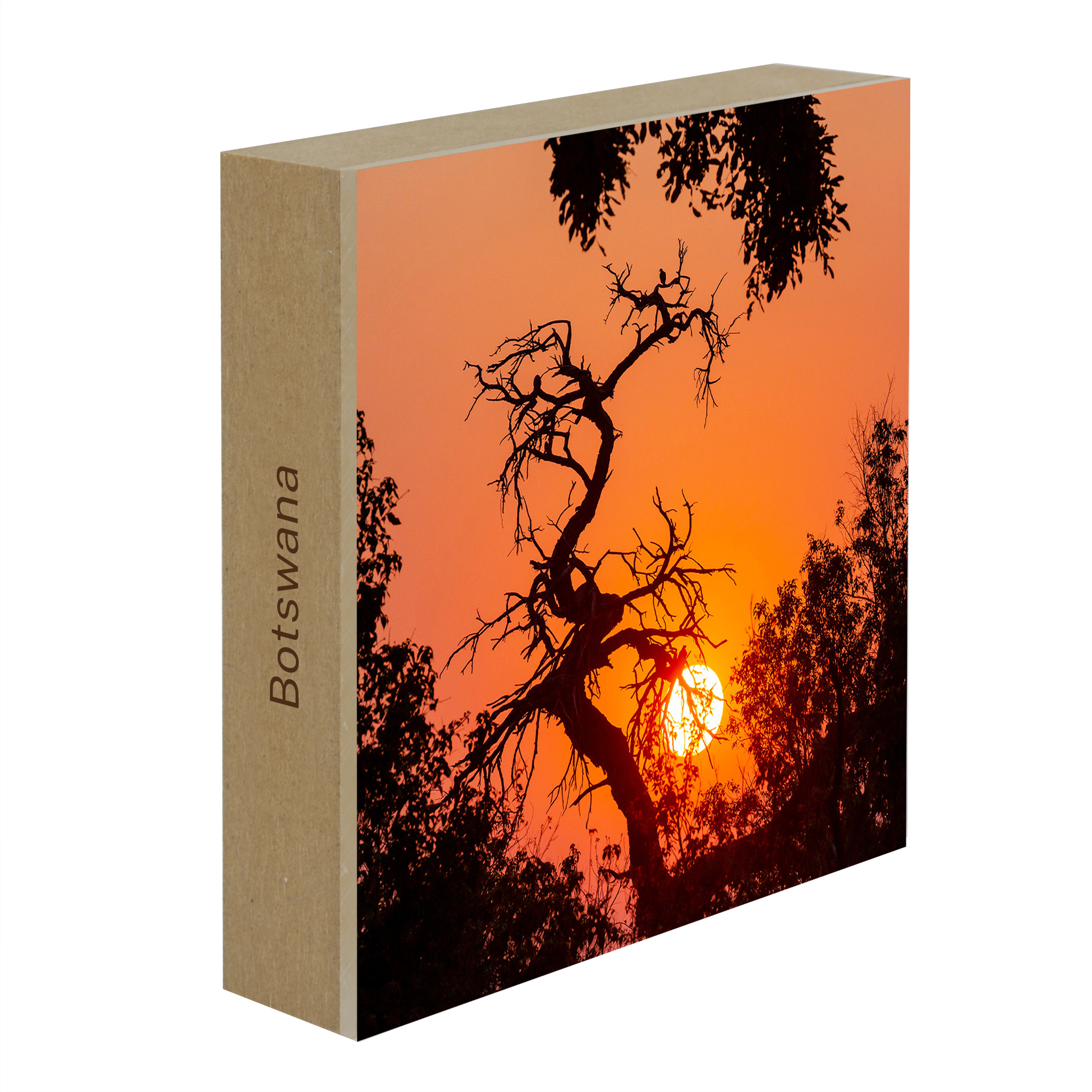 Sunset Tree in Botswana- Collection: Botswana