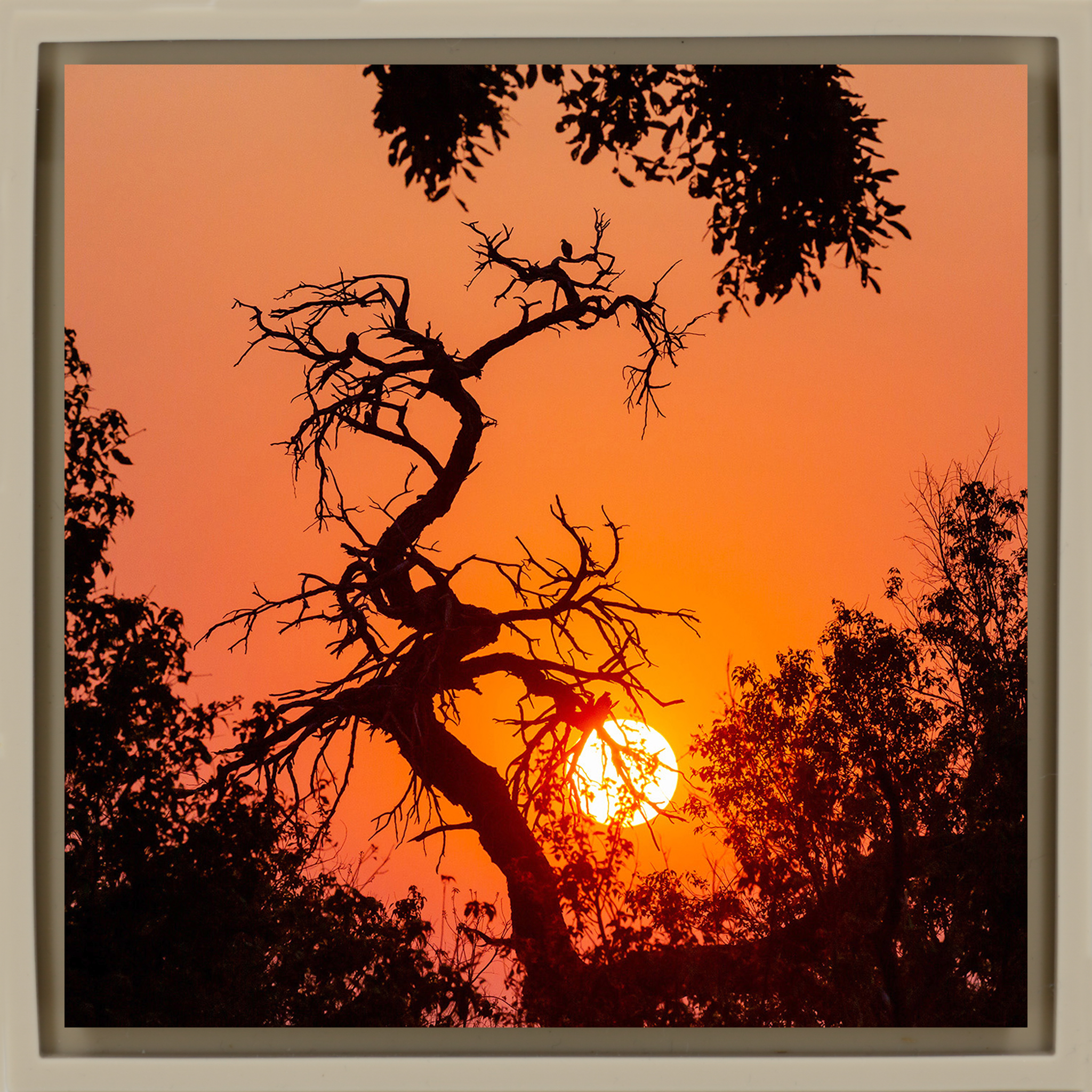 Sunset Tree - Zandkleurige Wrapp