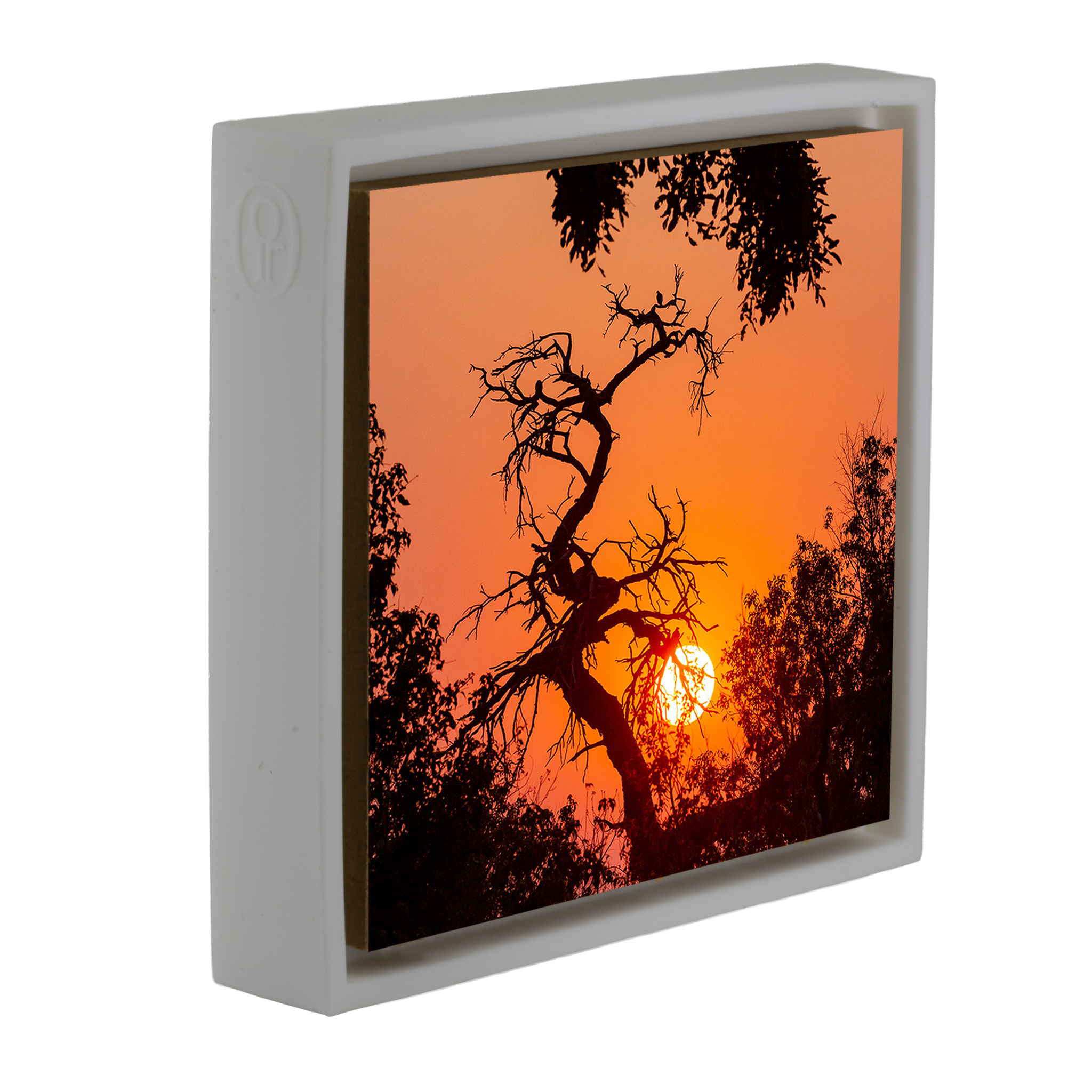 Sunset Tree - Witte Wrapp