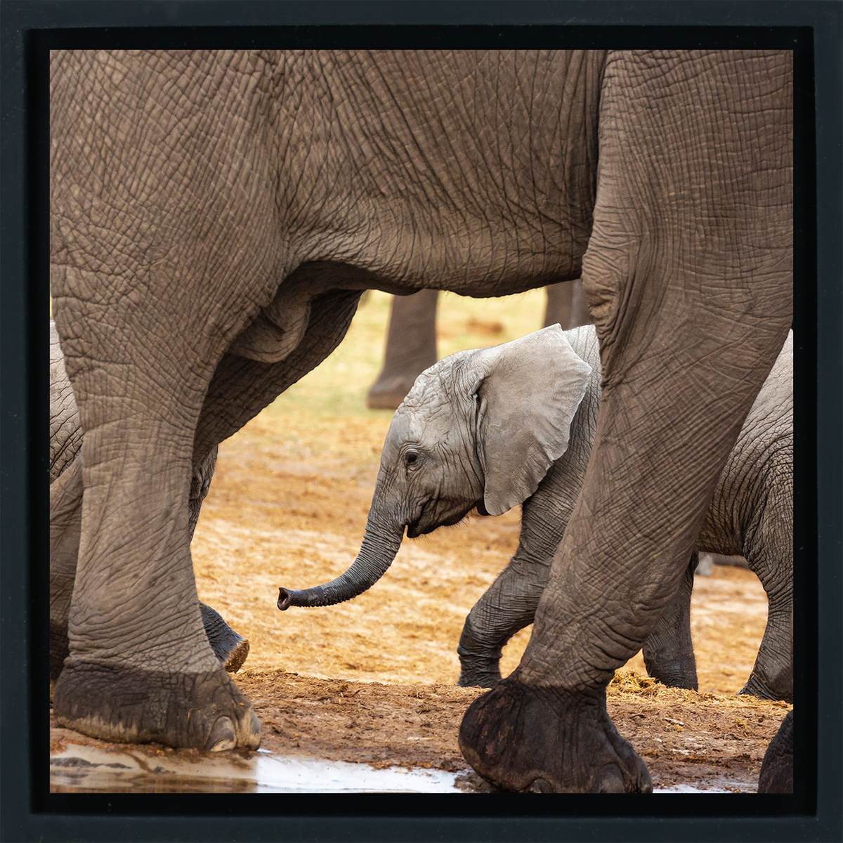 Elephants