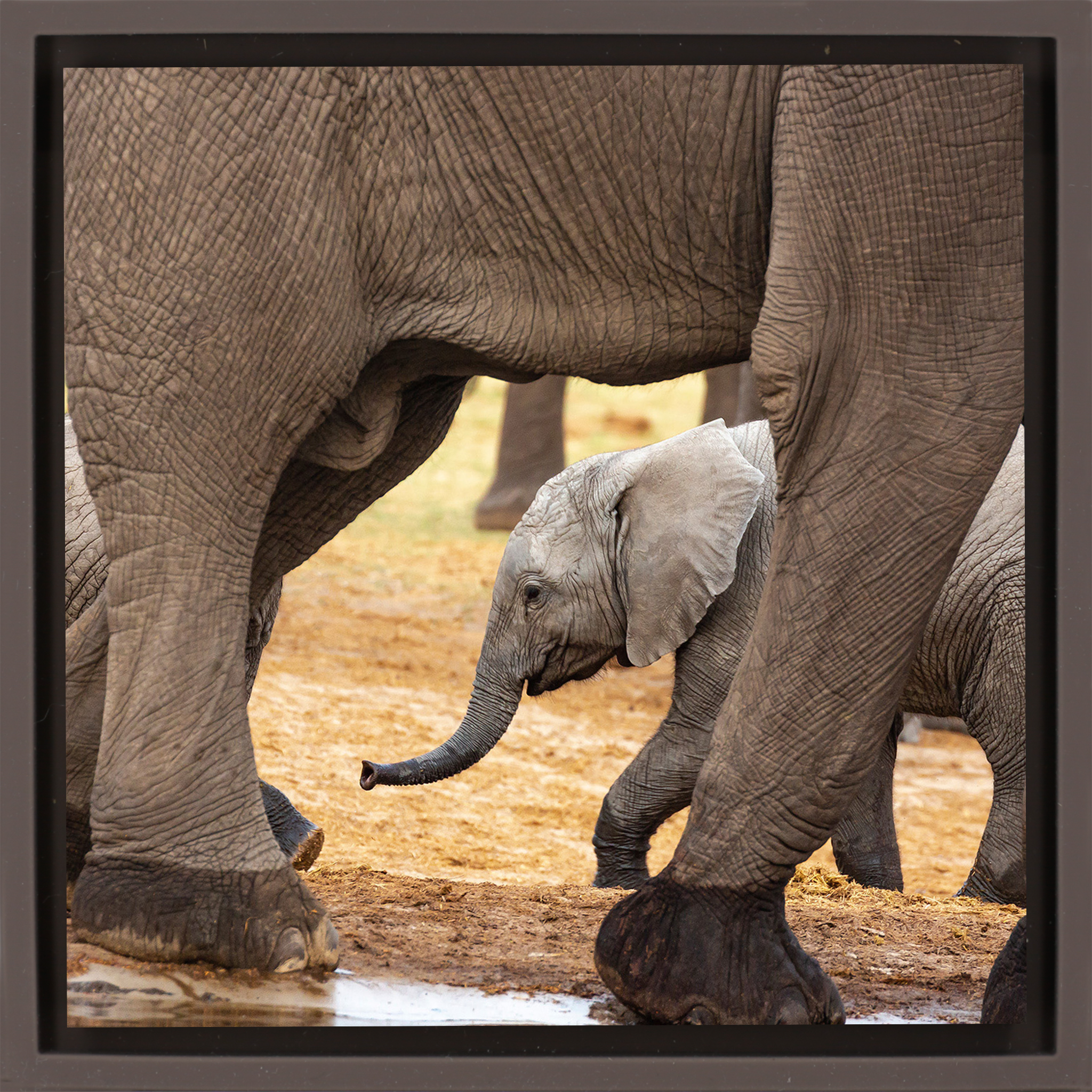 Éléphants - Emballage brun