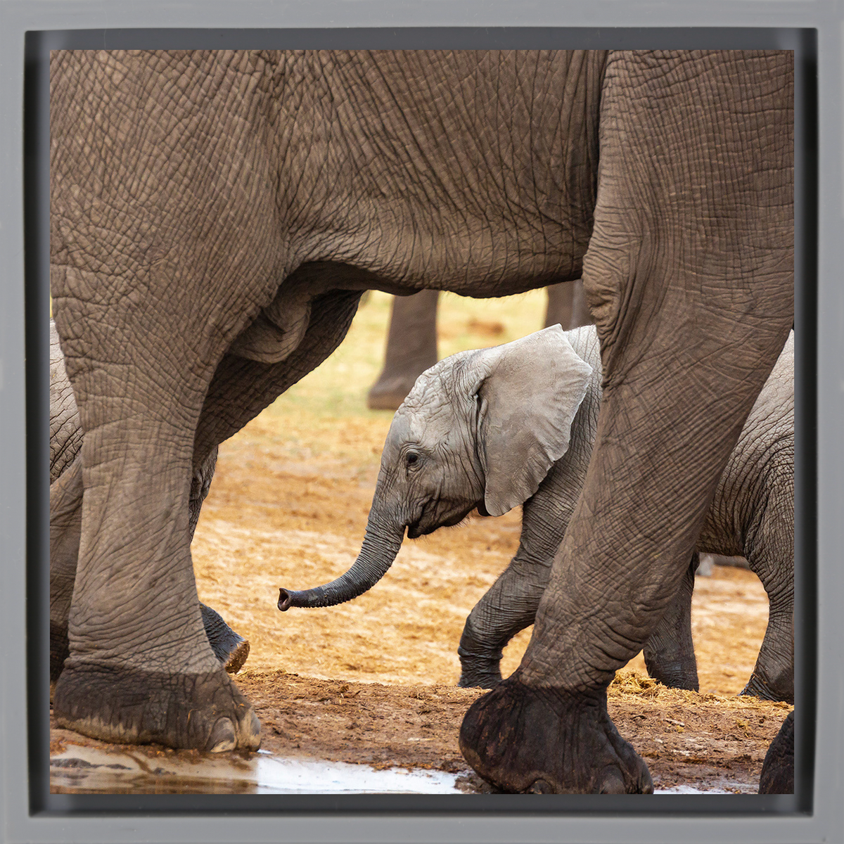 Elephants - Grey Wrapp