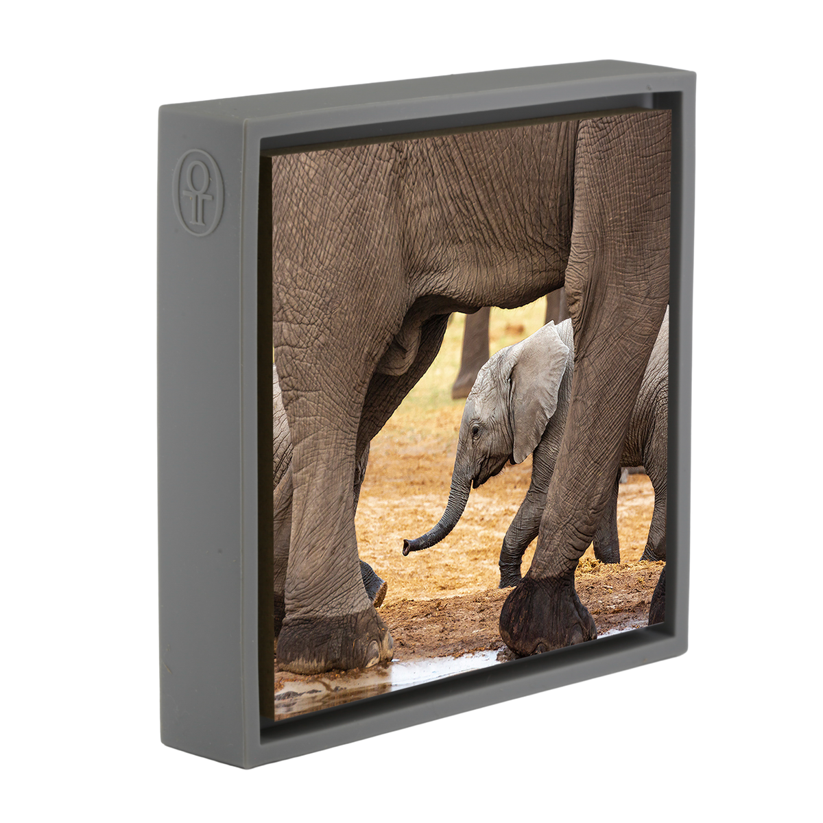 Elephants - Grey Wrapp