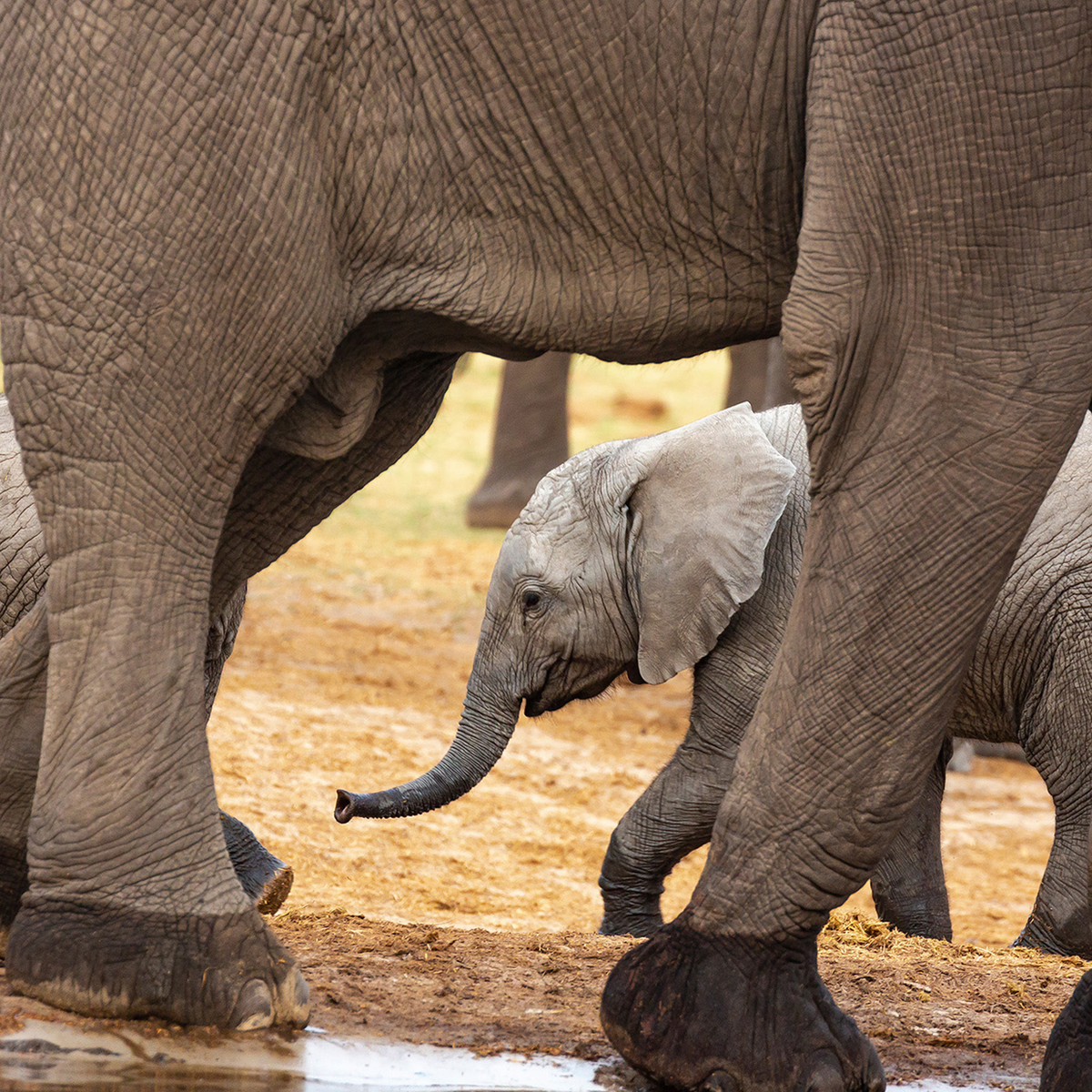 Elephants