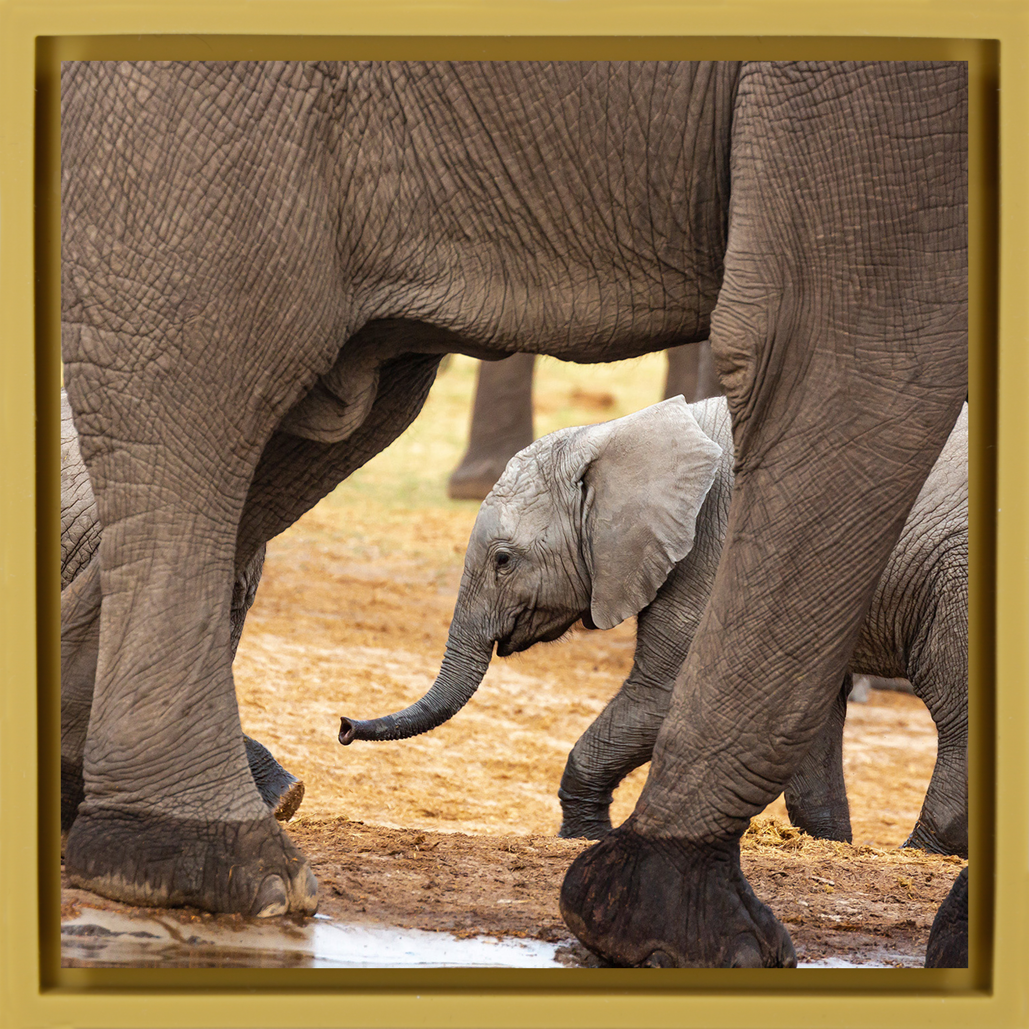 Éléphants - Emballage ocre