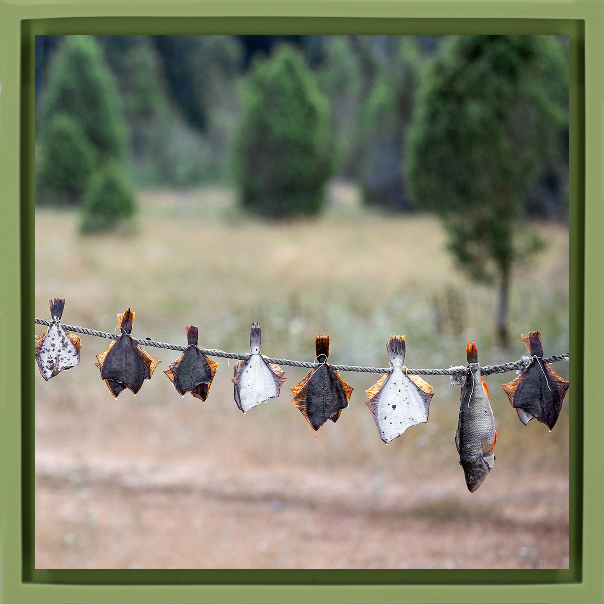 Drying Fish - Lichtgroene Wrapp