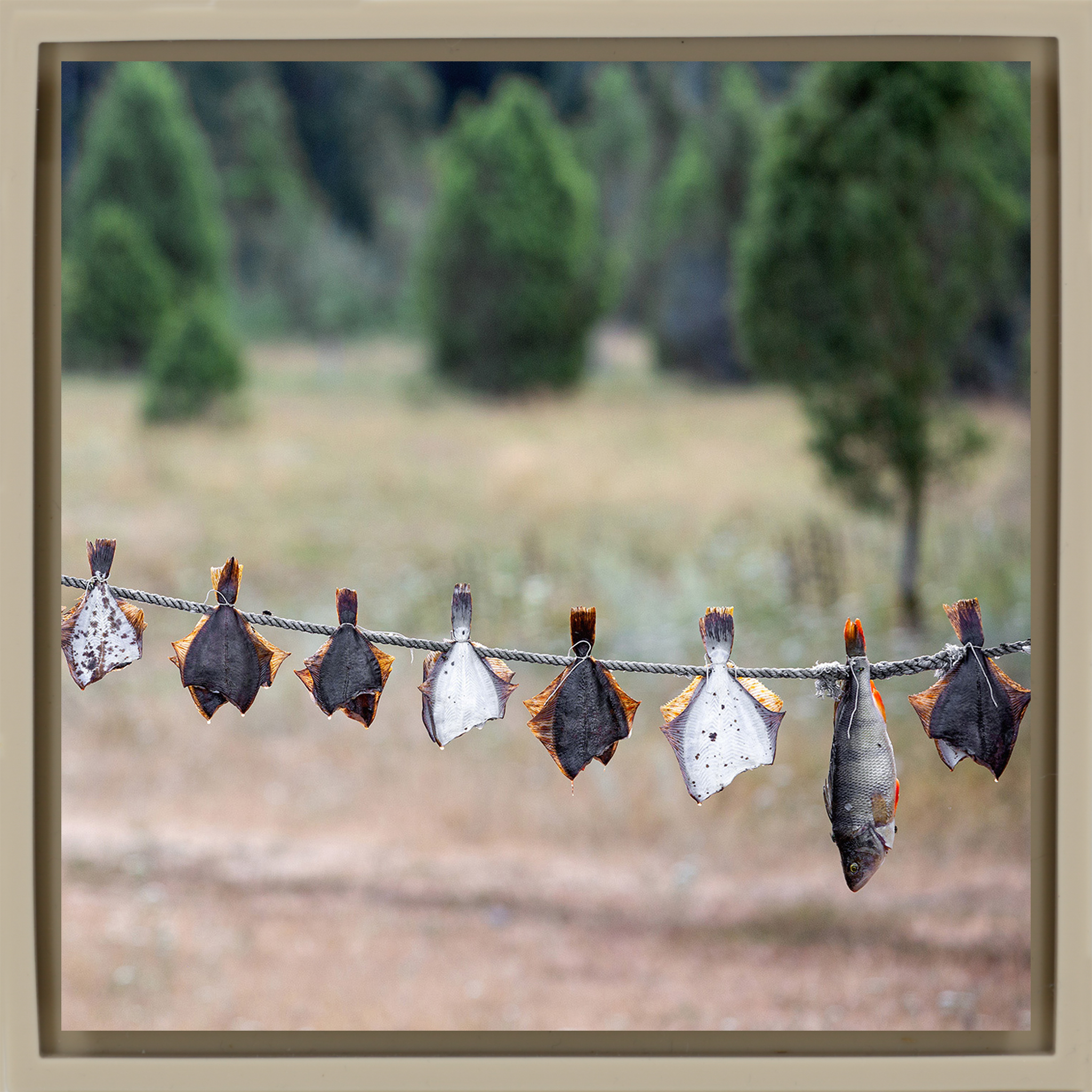 Drying Fish - Zandkleurige Wrapp