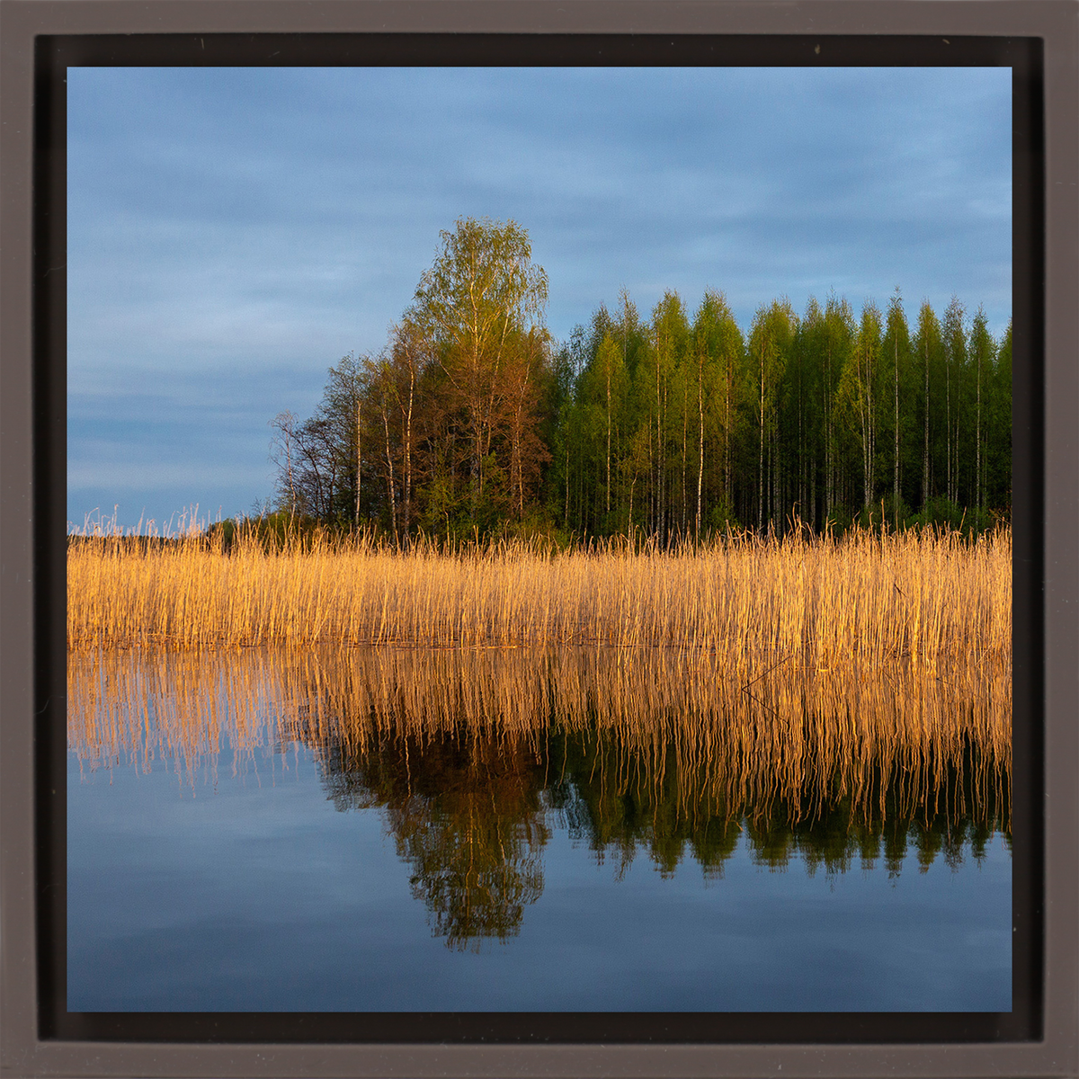 Reedbed