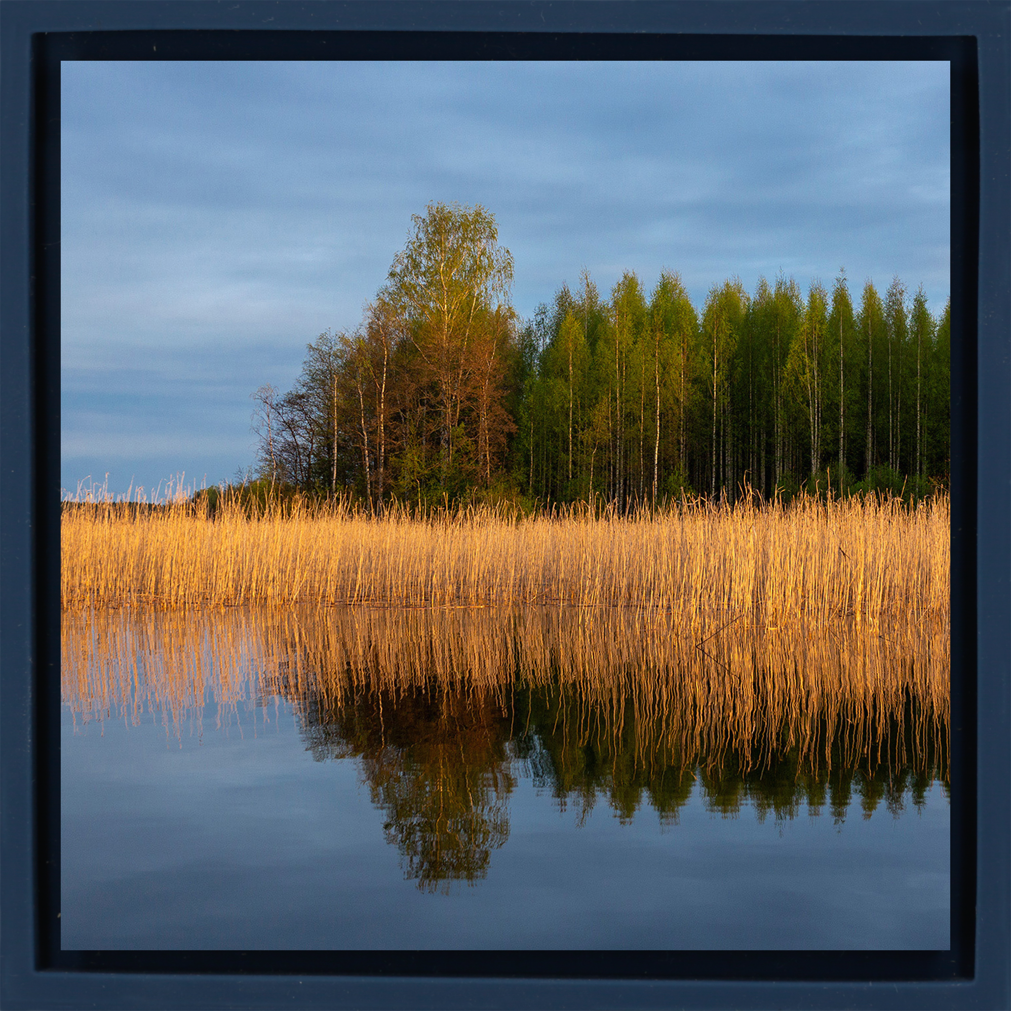 Reedbed - Dark Blue Wrapp