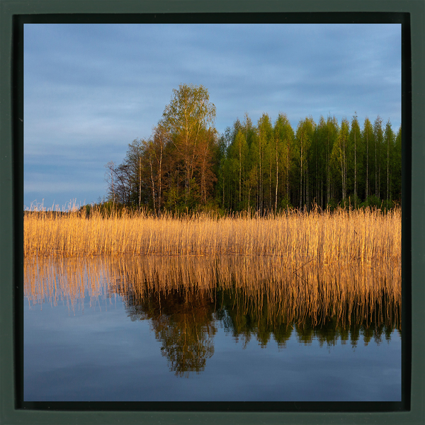 Reedbed - Dark Green Wrapp