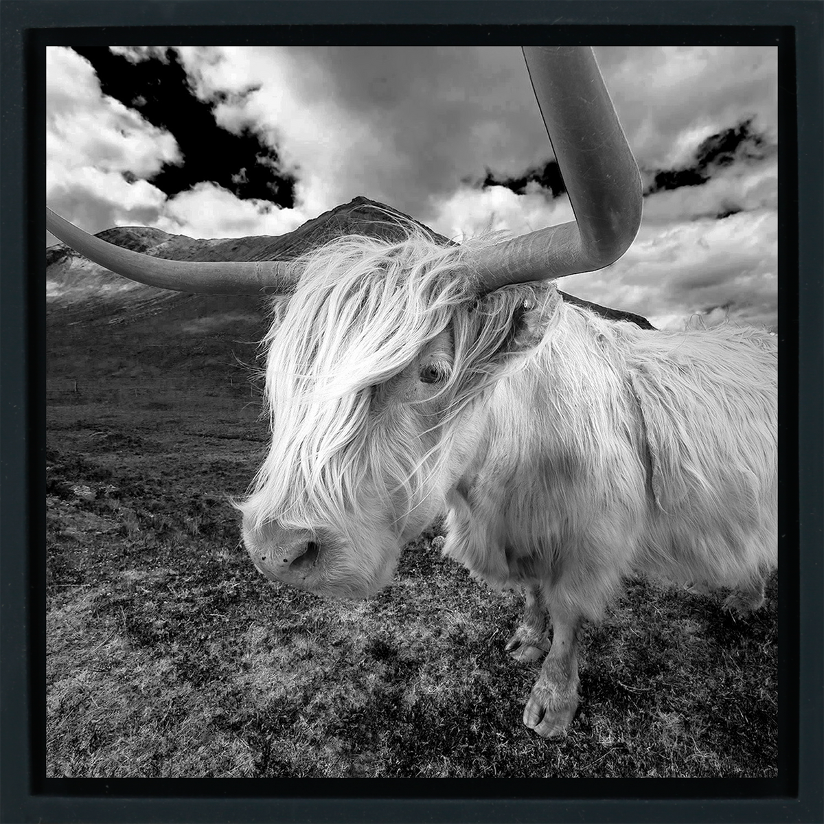 Scottish Highlander