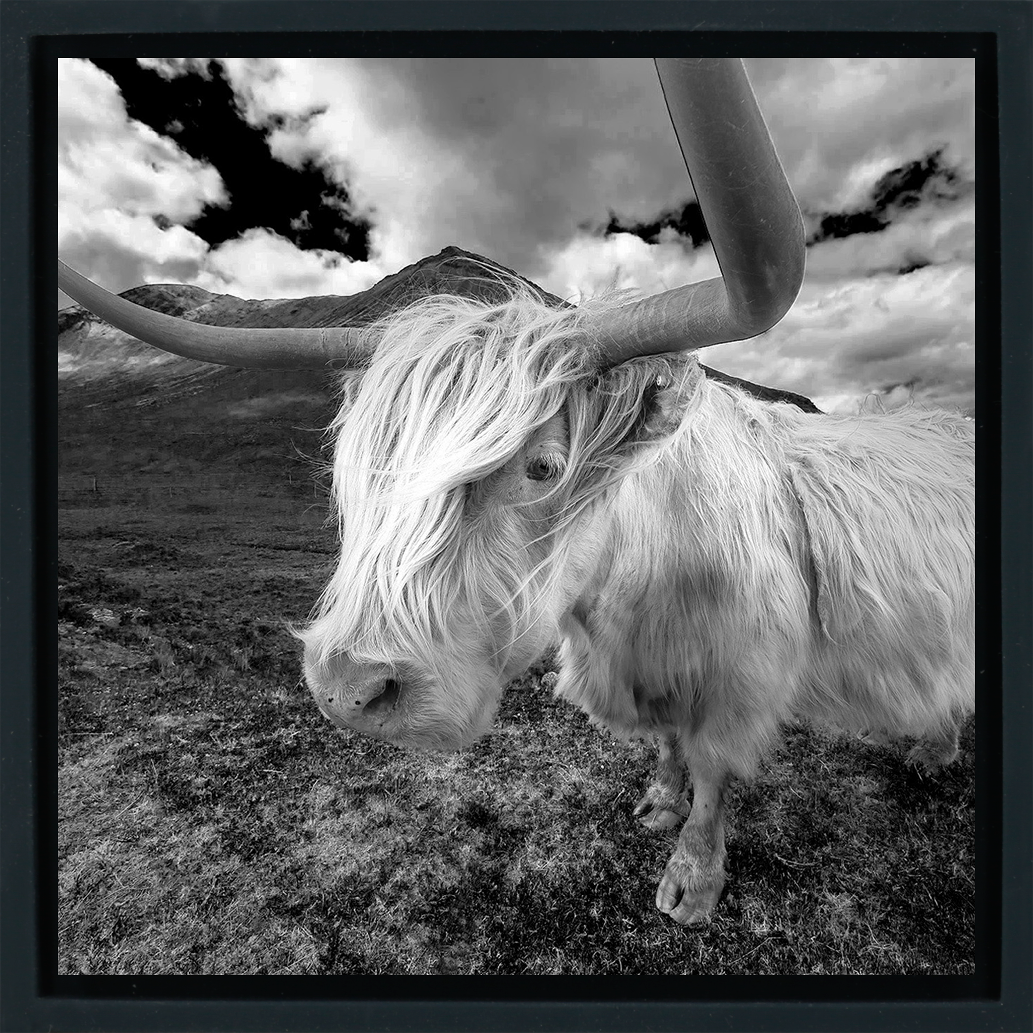 Scottish Highlander - Zwarte Wrapp