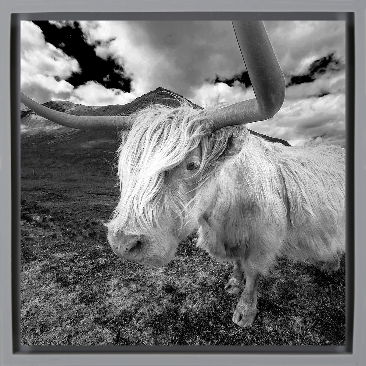 Scottish Highlander