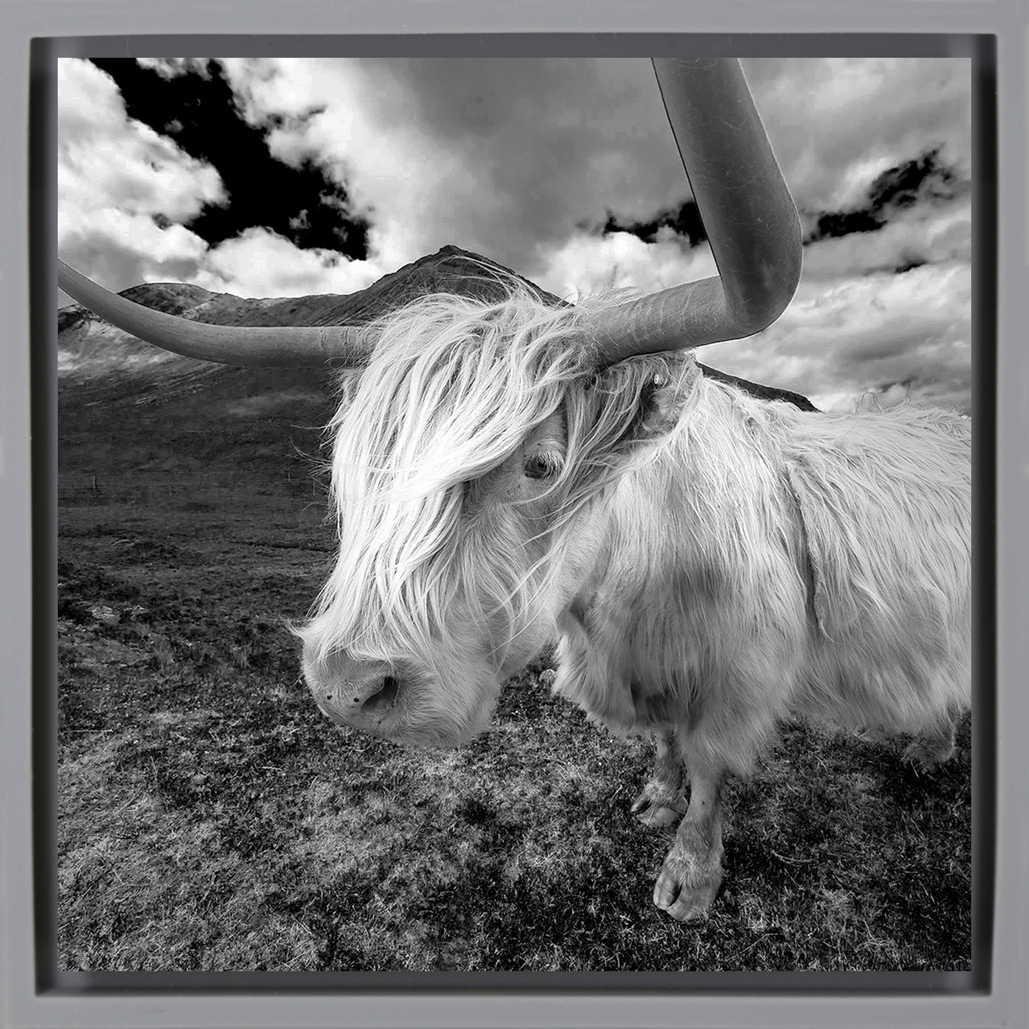 Scottish Highlander - Grijze Wrapp