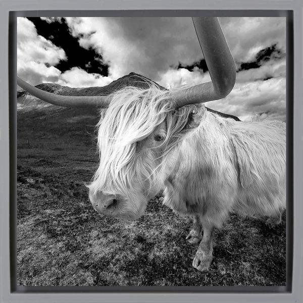 Scottish Highlander - Grey Wrapp