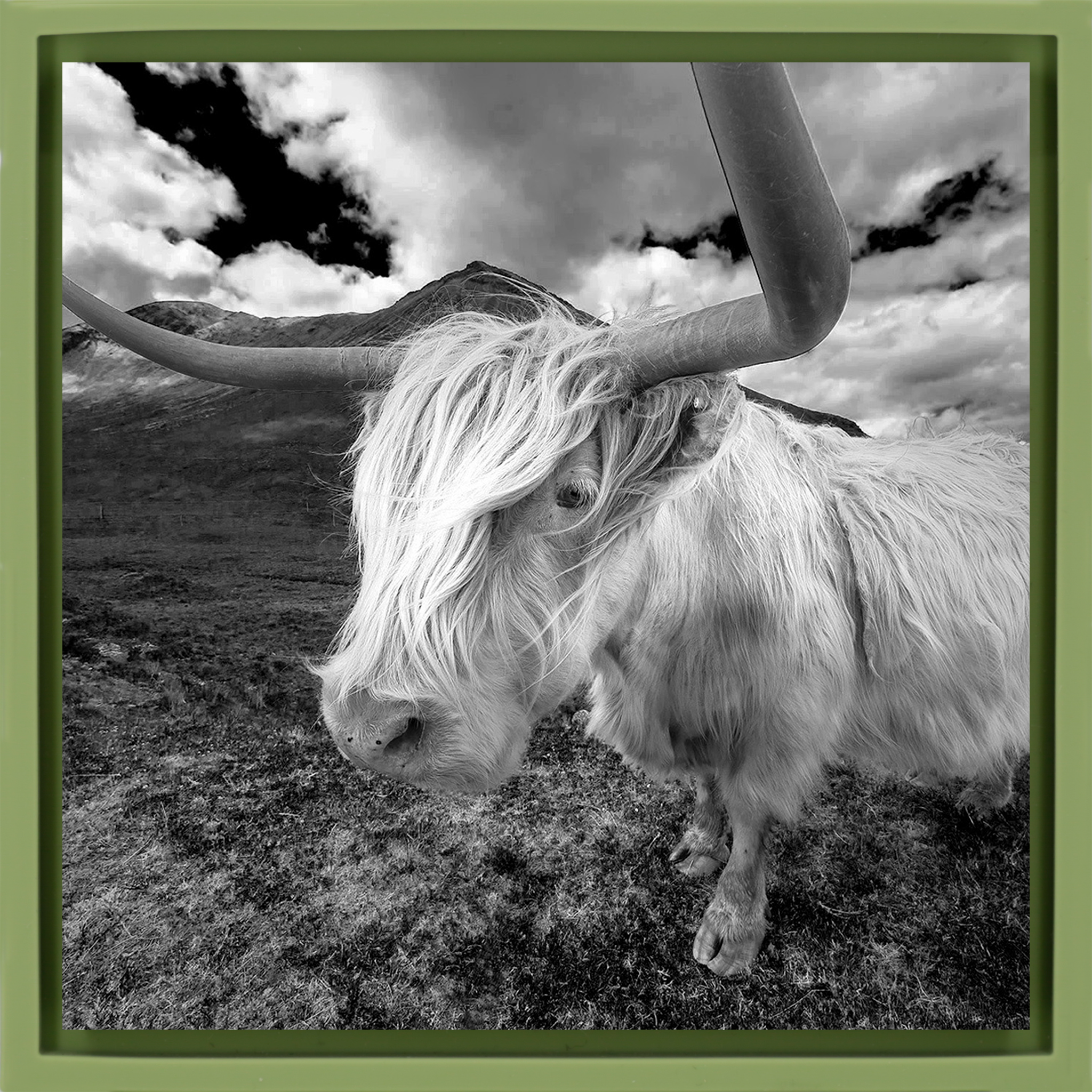 Scottish Highlander - Lichtgroene Wrapp