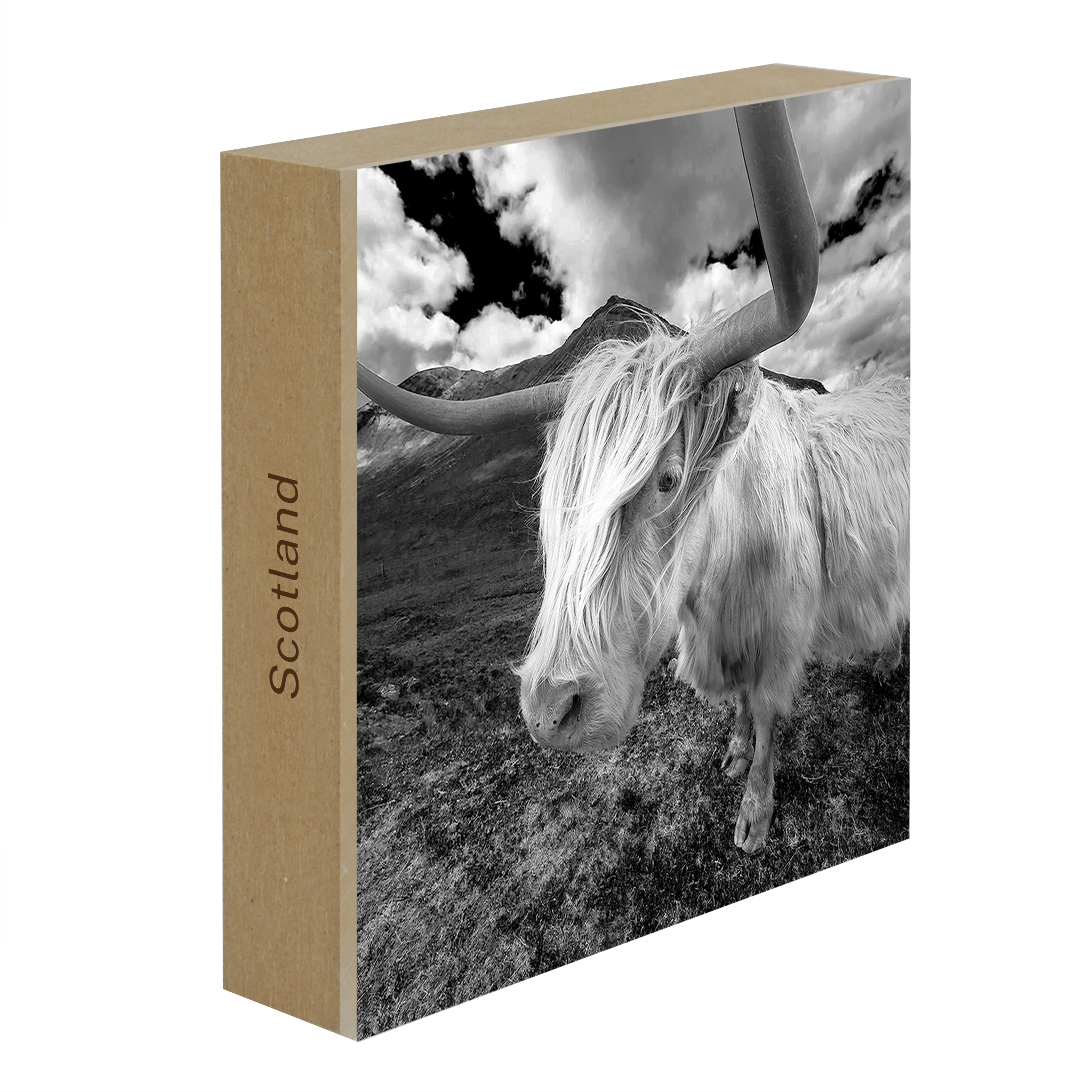 Schotse Hooglander - Collectie: Schotland