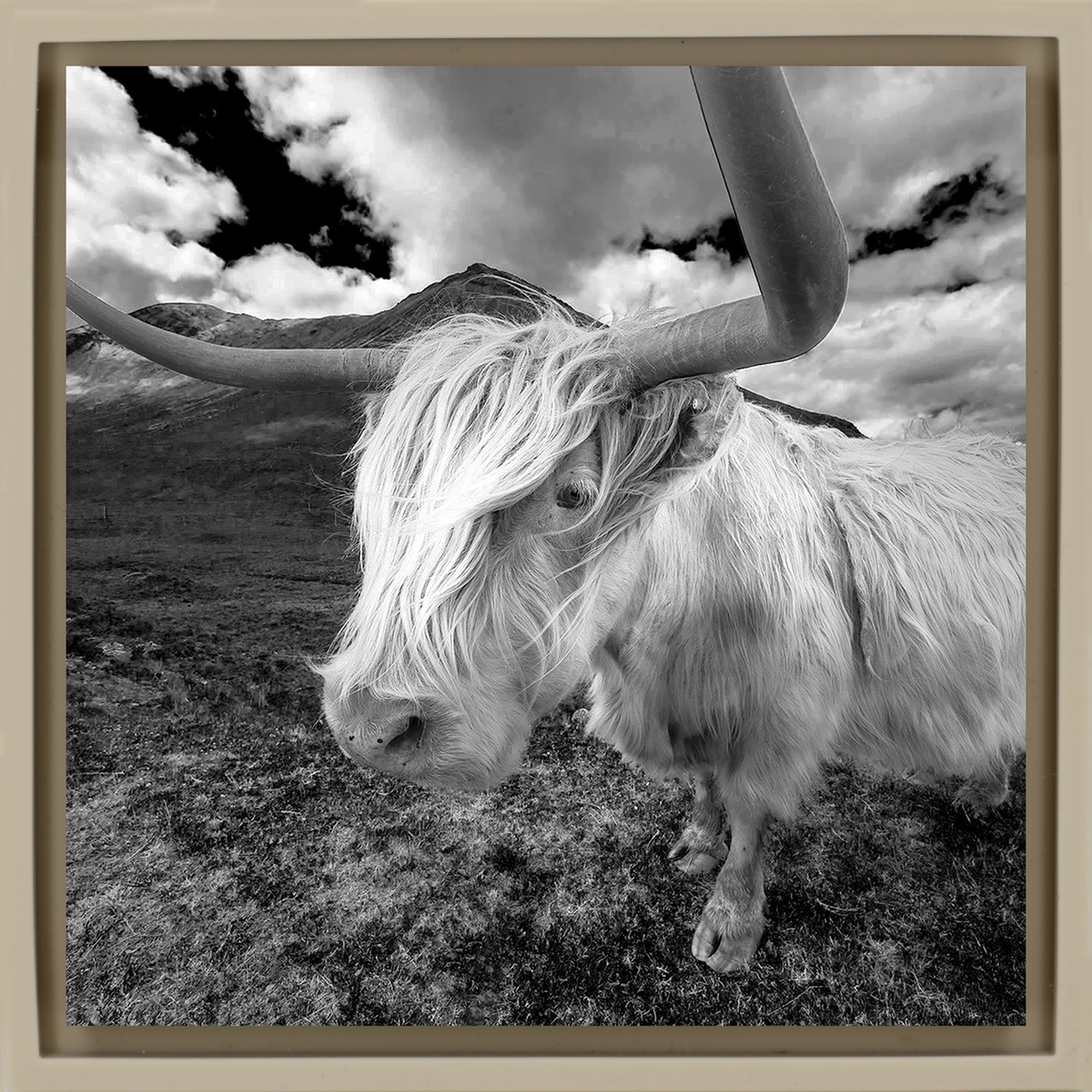 Scottish Highlander