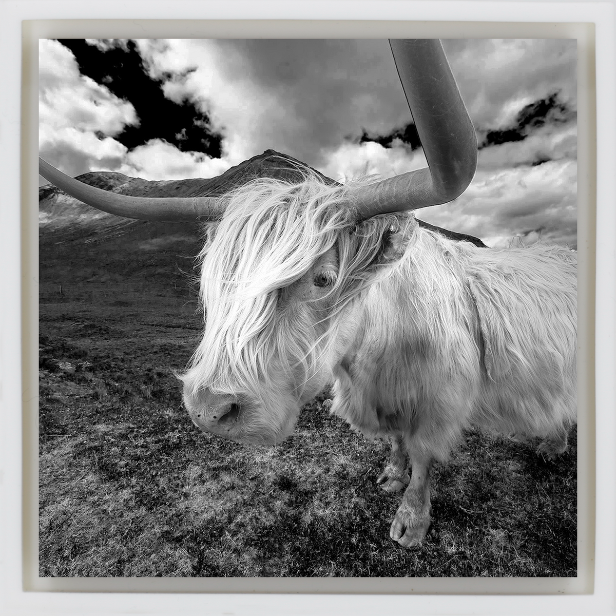 Scottish Highlander