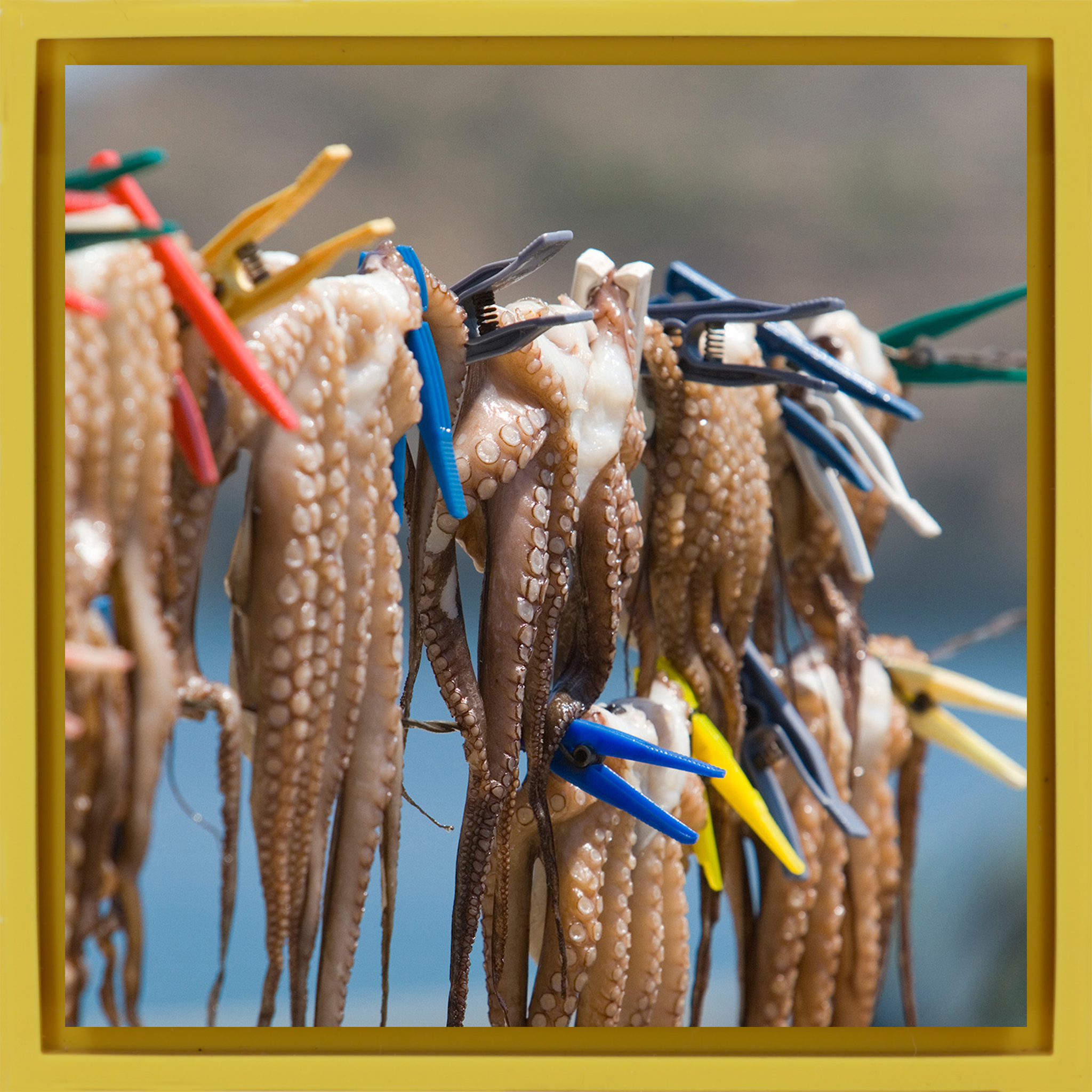 Octopus - Yellow Wrapp