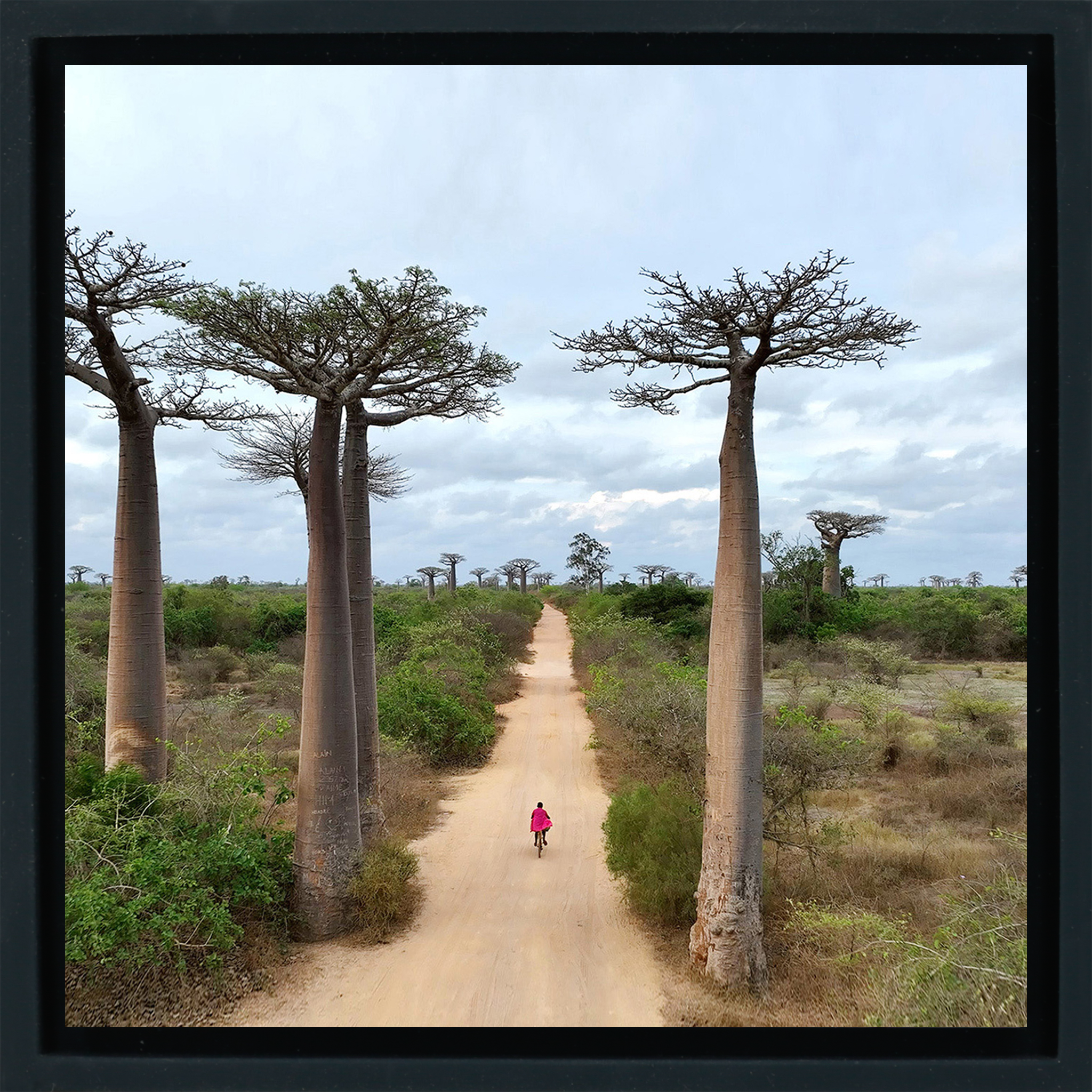 Cycling Between Trees - Zwarte Wrapp