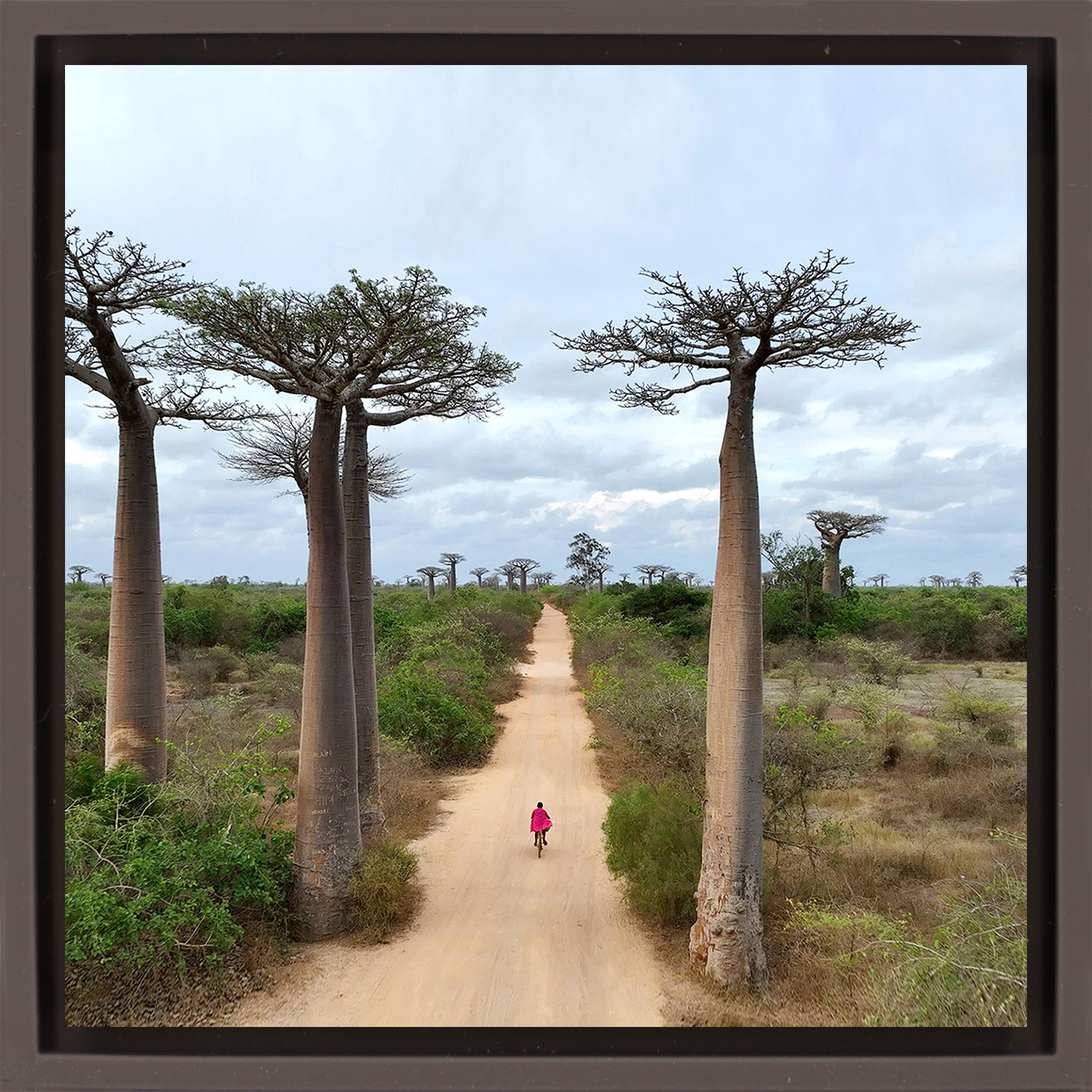 Cycling Between Trees - Bruine Wrapp