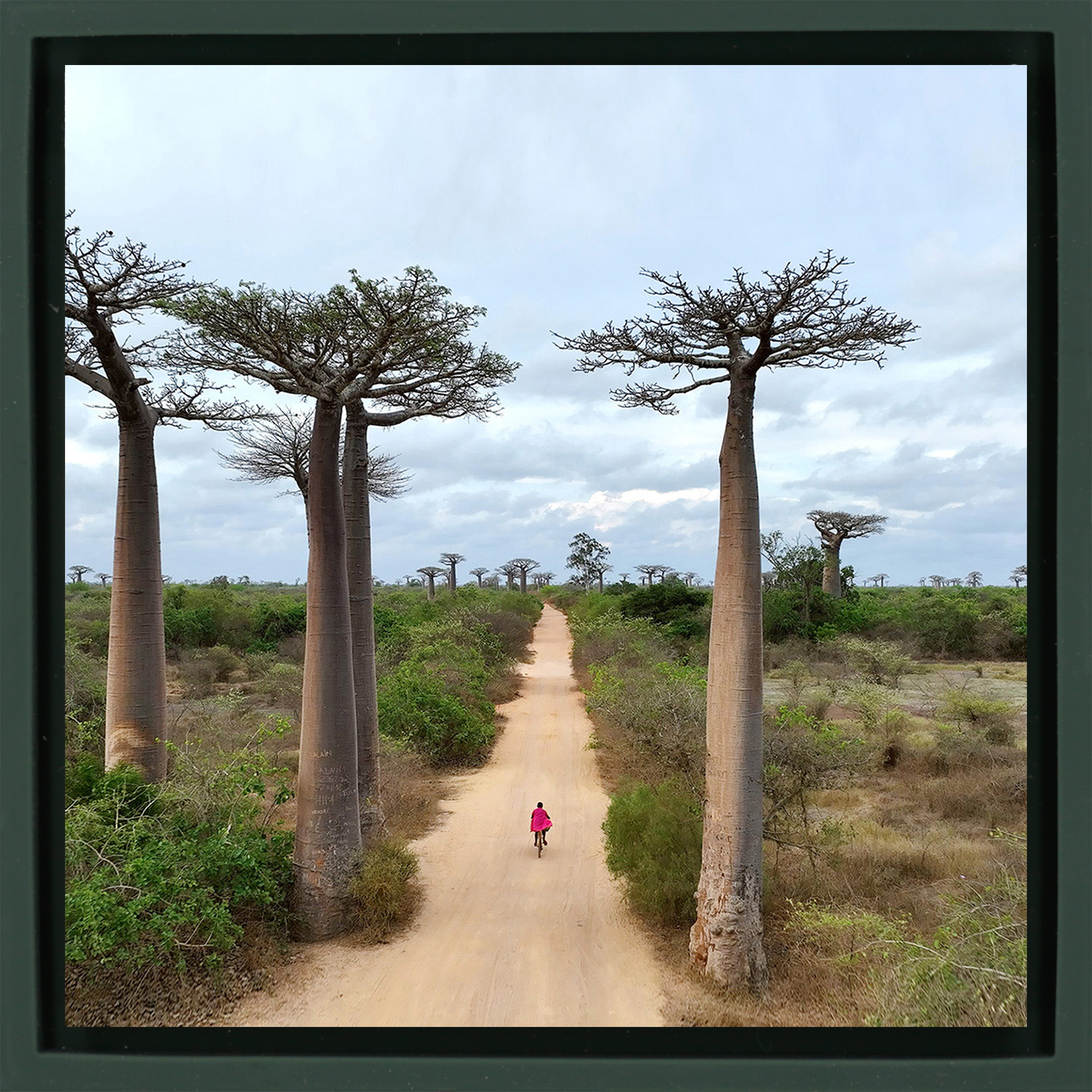 Cycling Between Trees - Donkergroene Wrapp