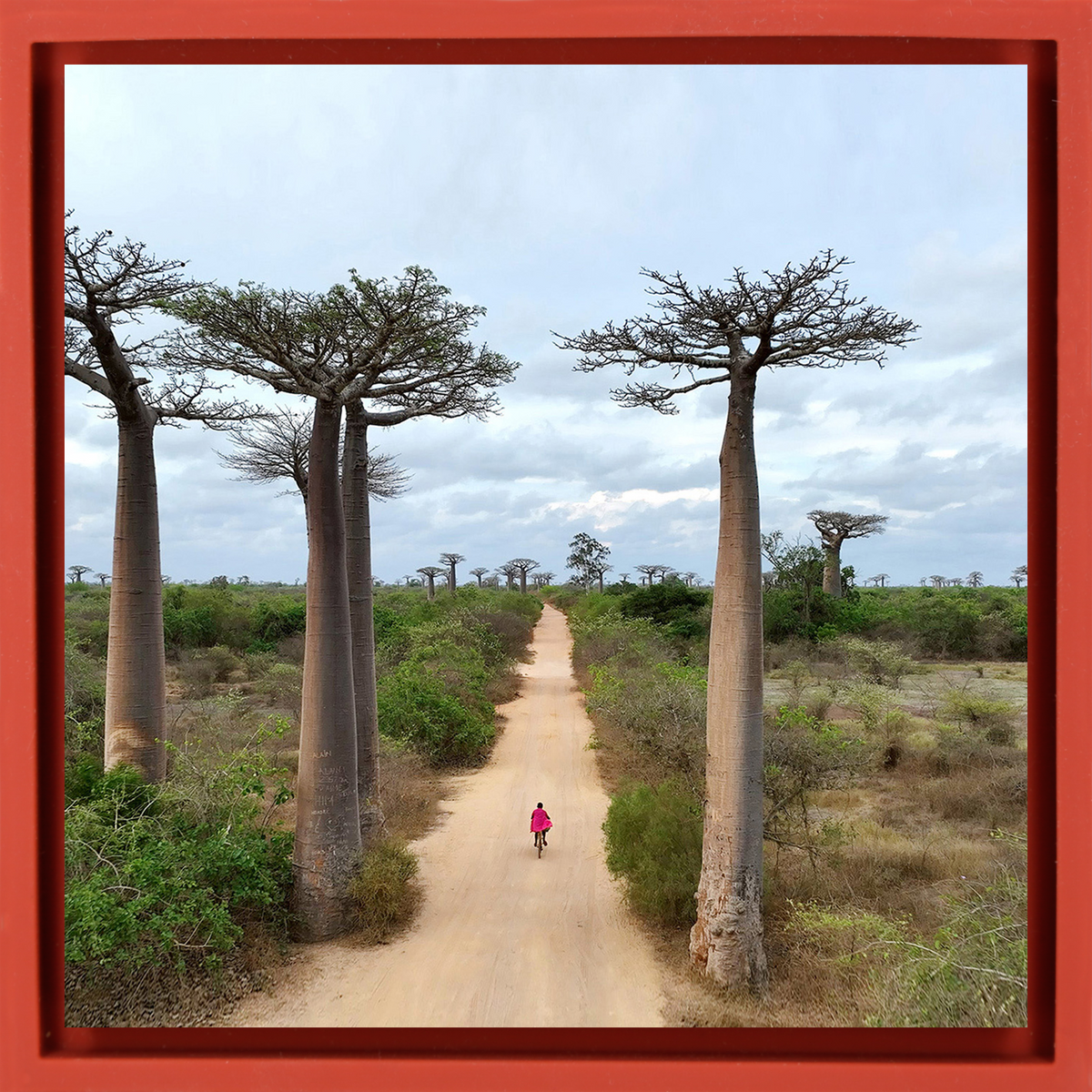 Cycling Between Trees - Red wrapp