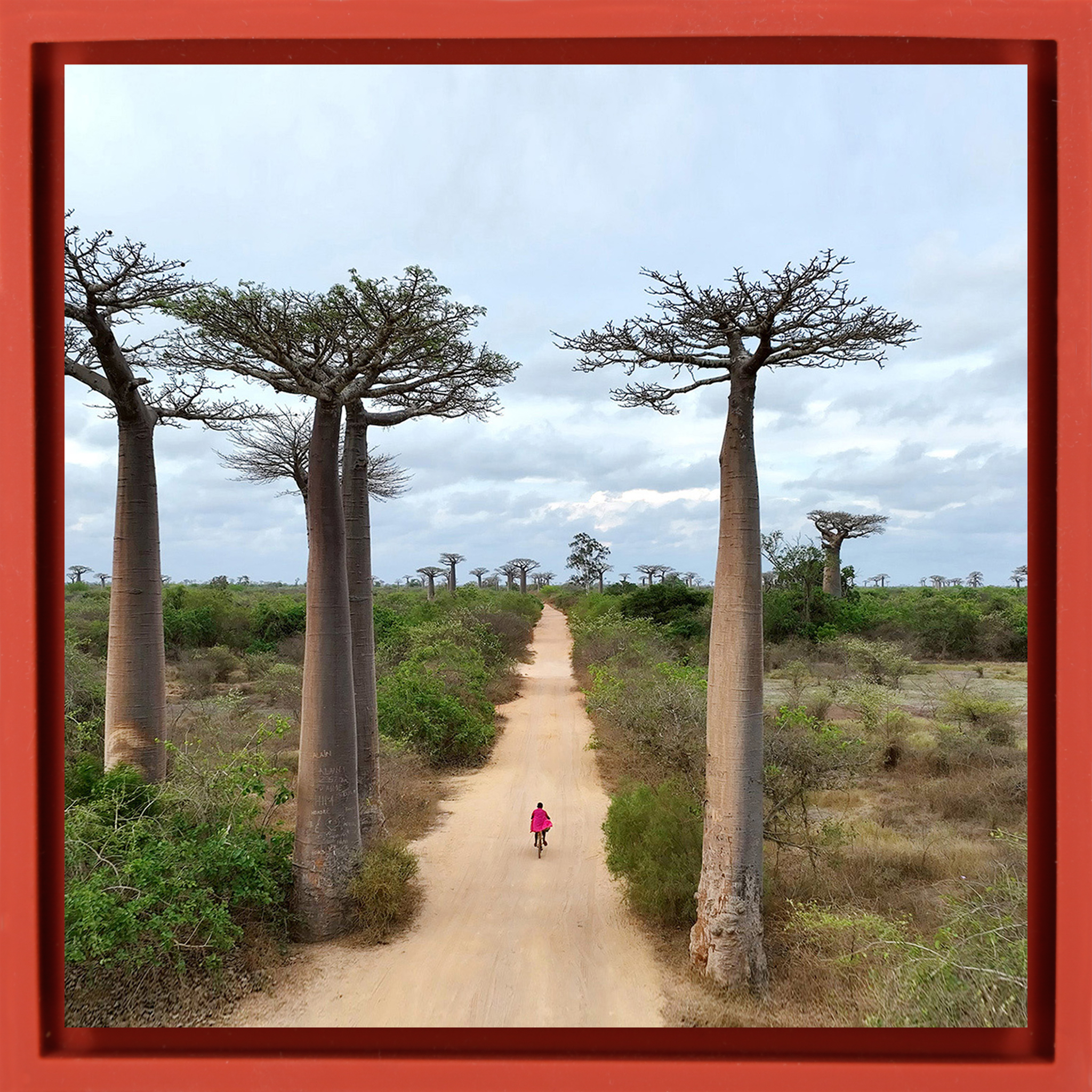 Cycling Between Trees - Rode Wrapp