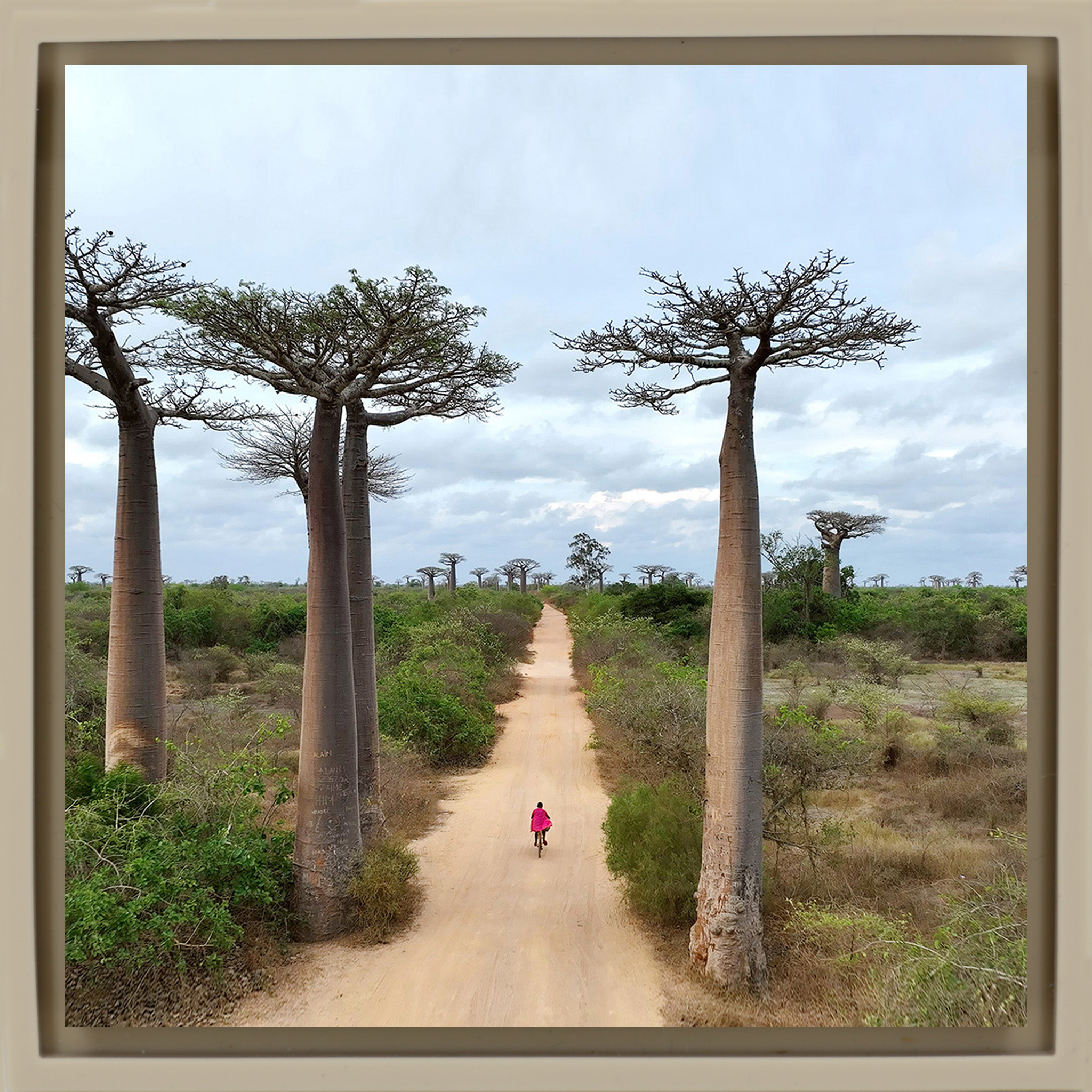 Cycling Between Trees - Zandkleurige Wrapp