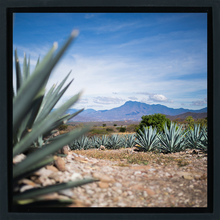 Agave - Black Wrapp