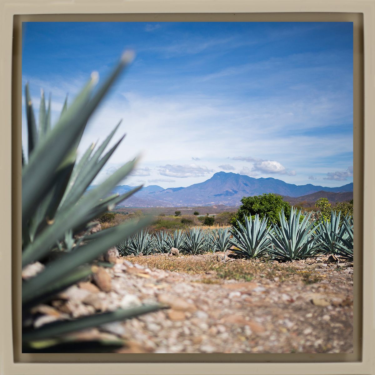 Agave