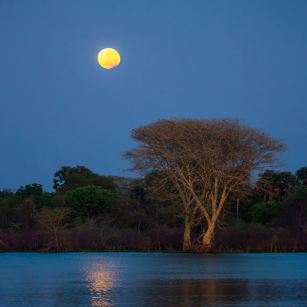 Moon Tree