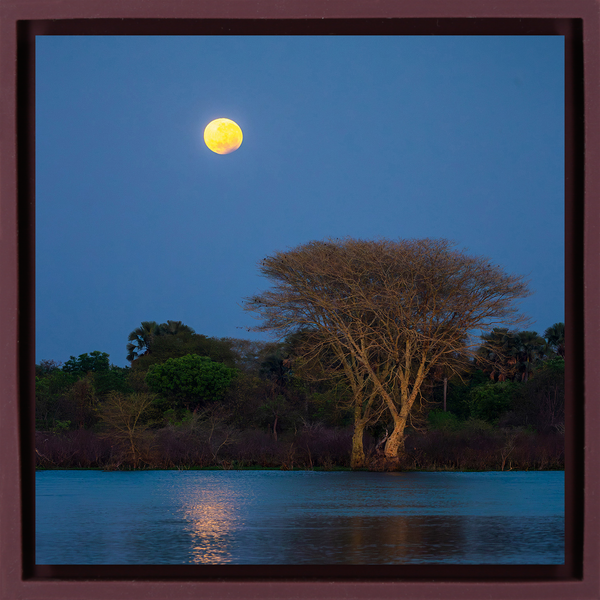 Moon Tree - Purple Wrapp