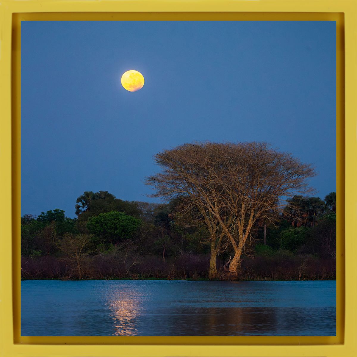 Moon Tree