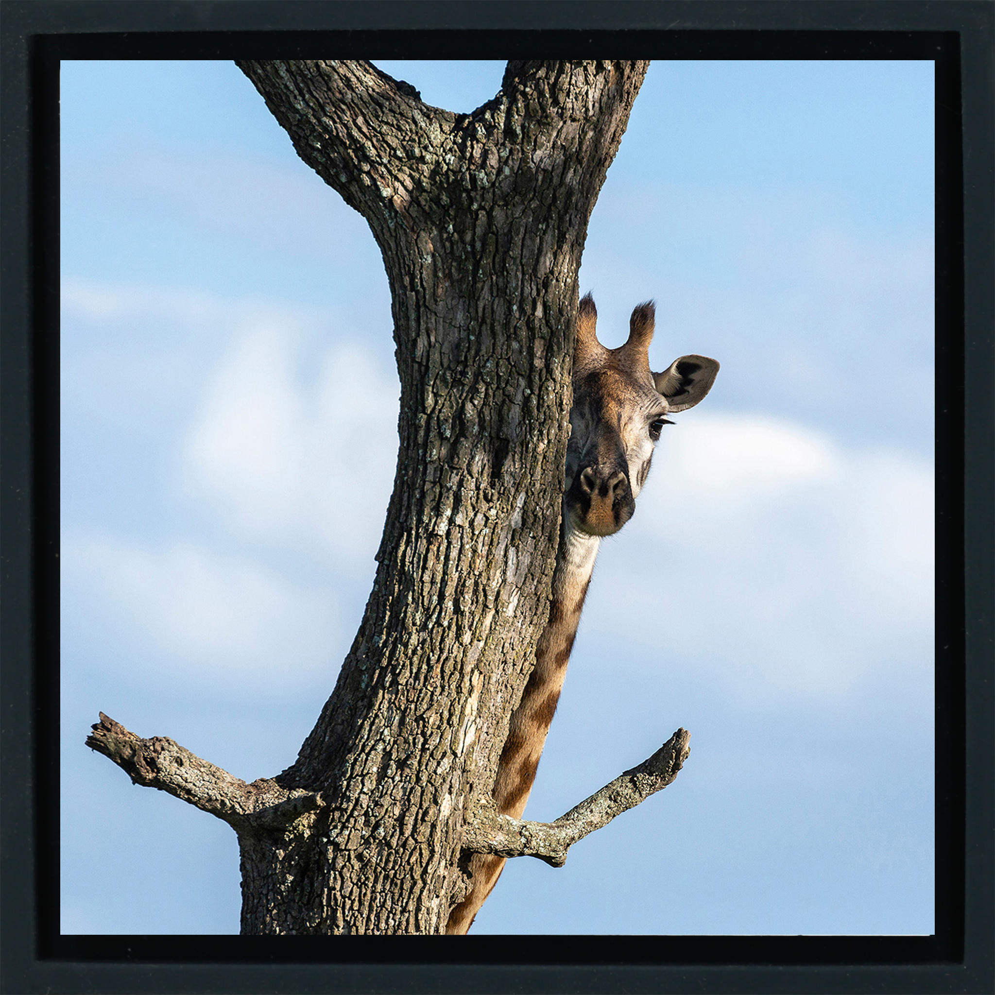 Hiding Giraffe - Black Wrapp