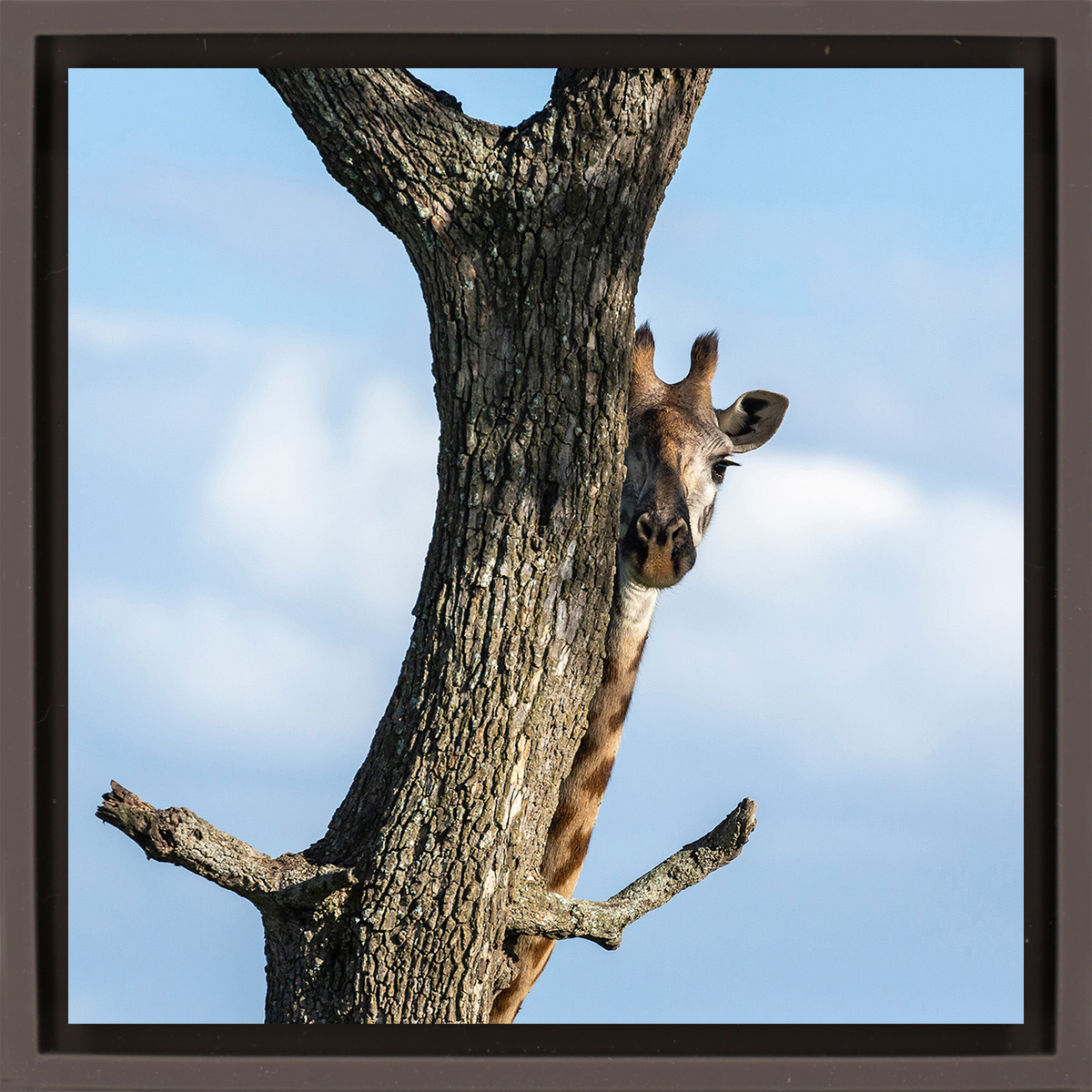 Hiding Giraffe