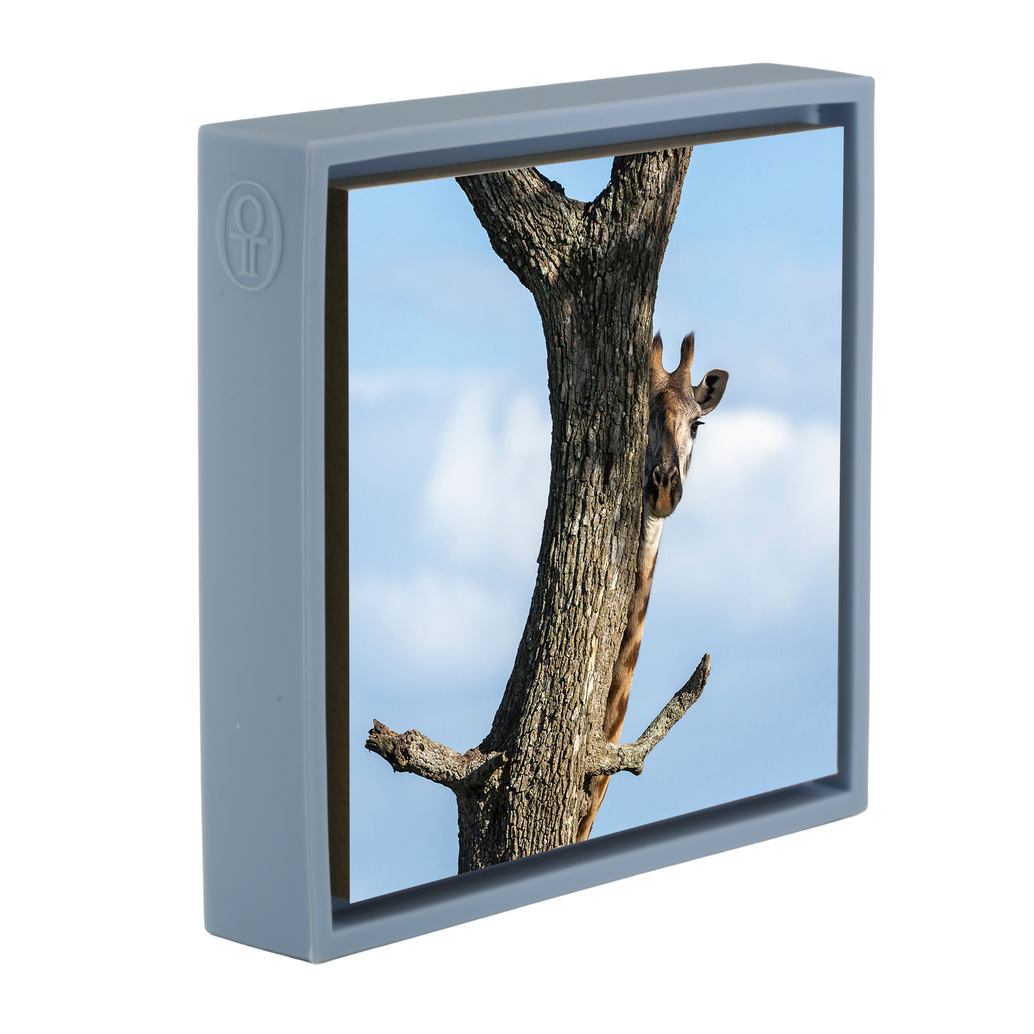 Hiding Giraffe - Light Blue Wrapp