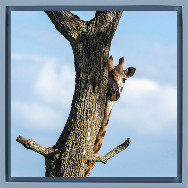 Hiding Giraffe - Light Blue Wrapp