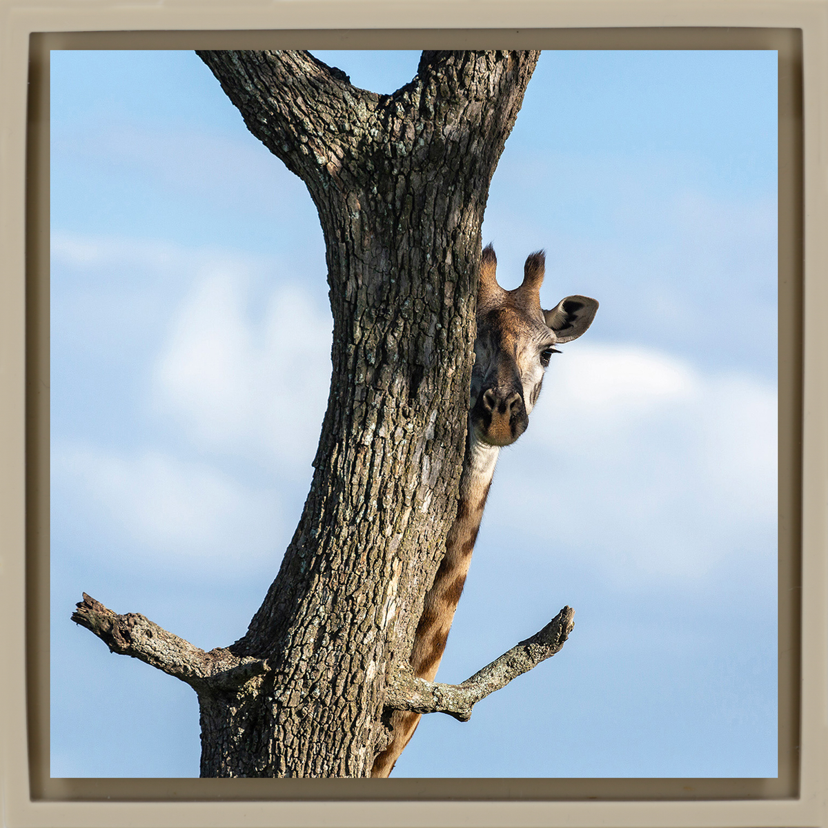 Hiding Giraffe