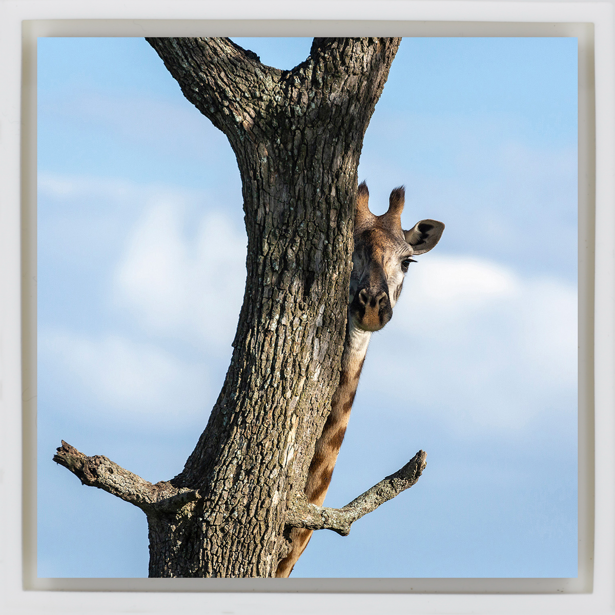 Hiding Giraffe