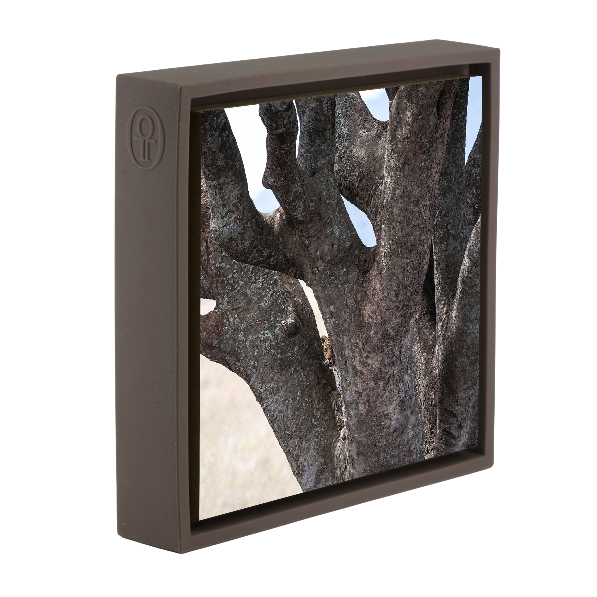 Lion Tree - Brown Wrapp