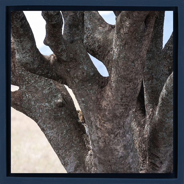 Lion Tree - Donkerblauwe Wrapp