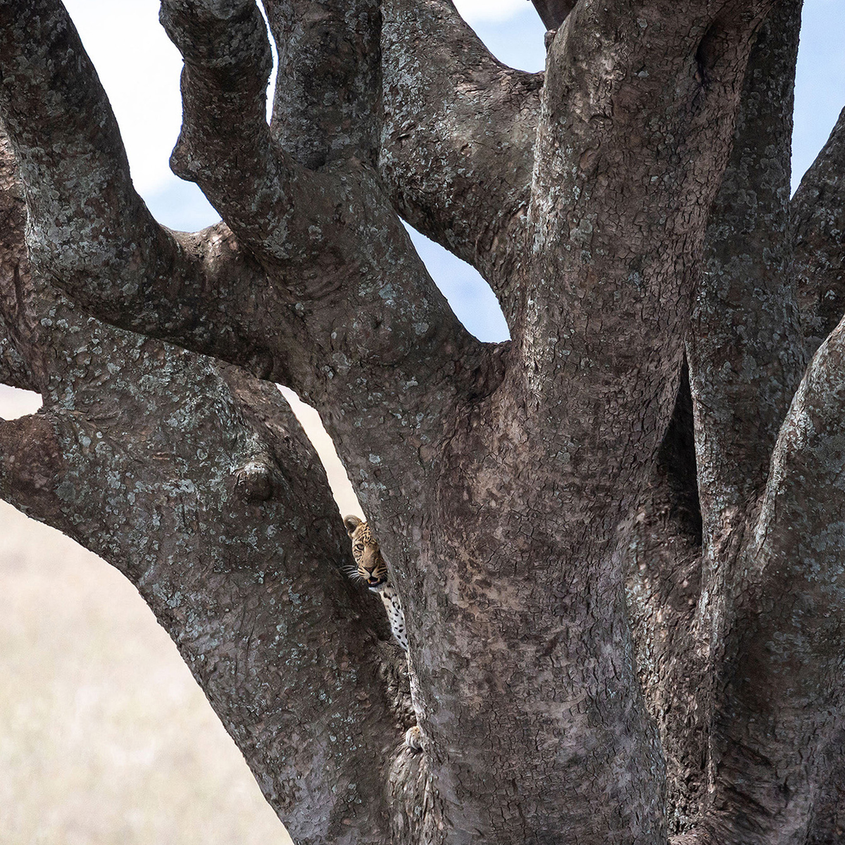 Lion Tree - Kollektion: Tansania