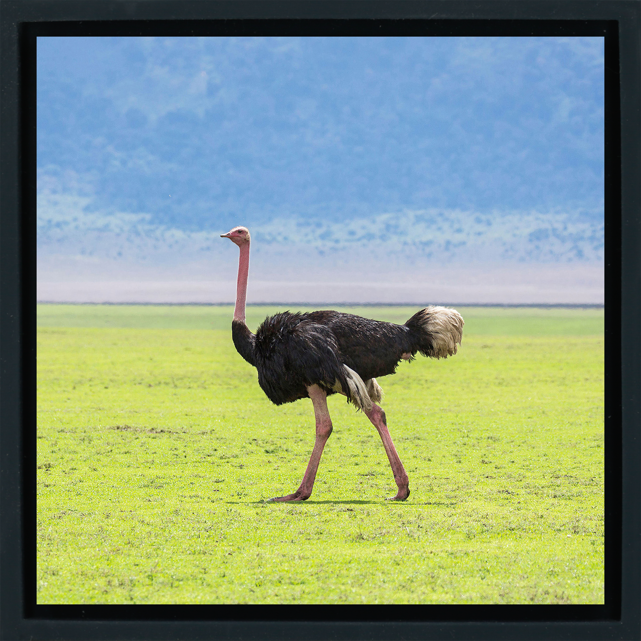 Ostrich - Black Wrapp
