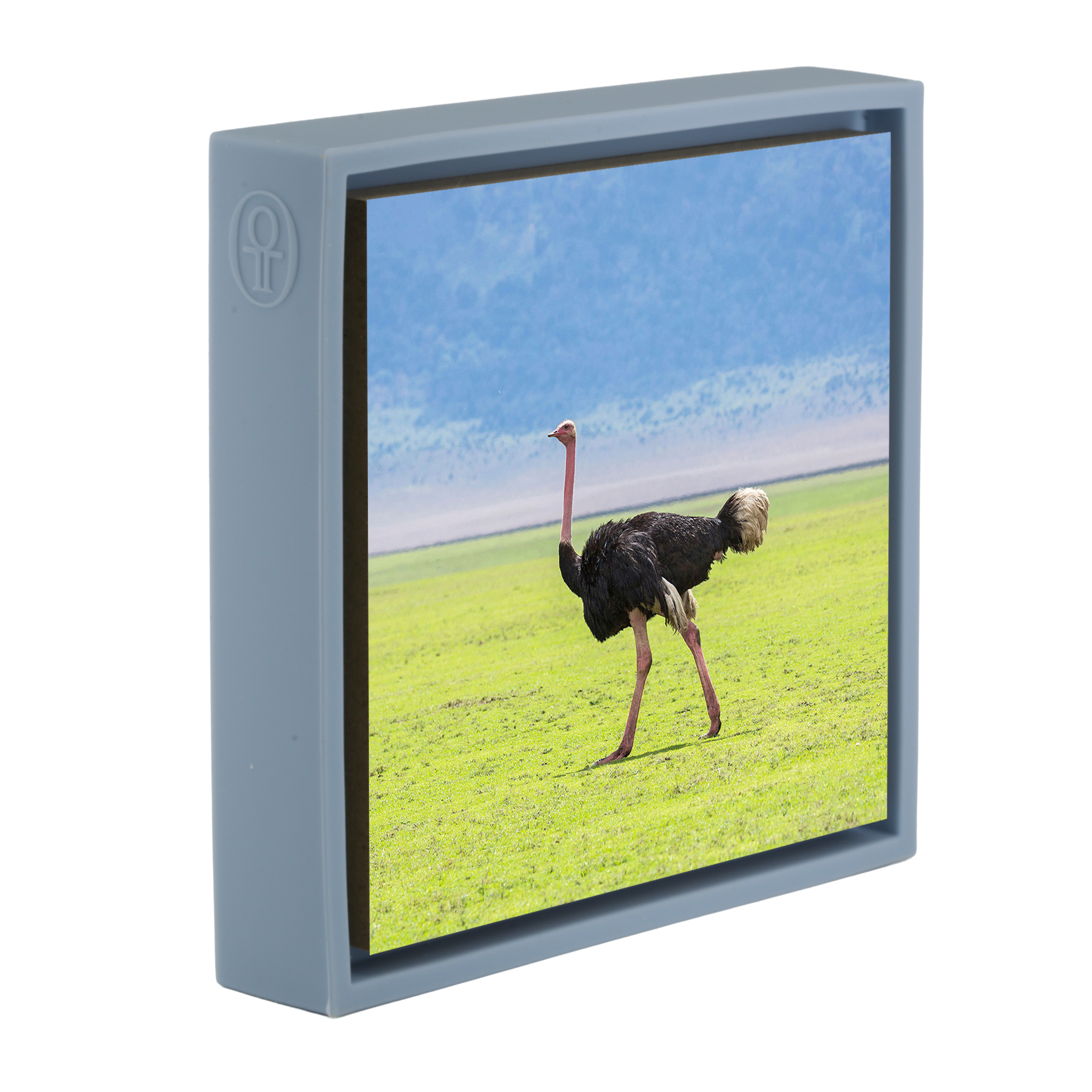 Ostrich - Light Blue Wrapp